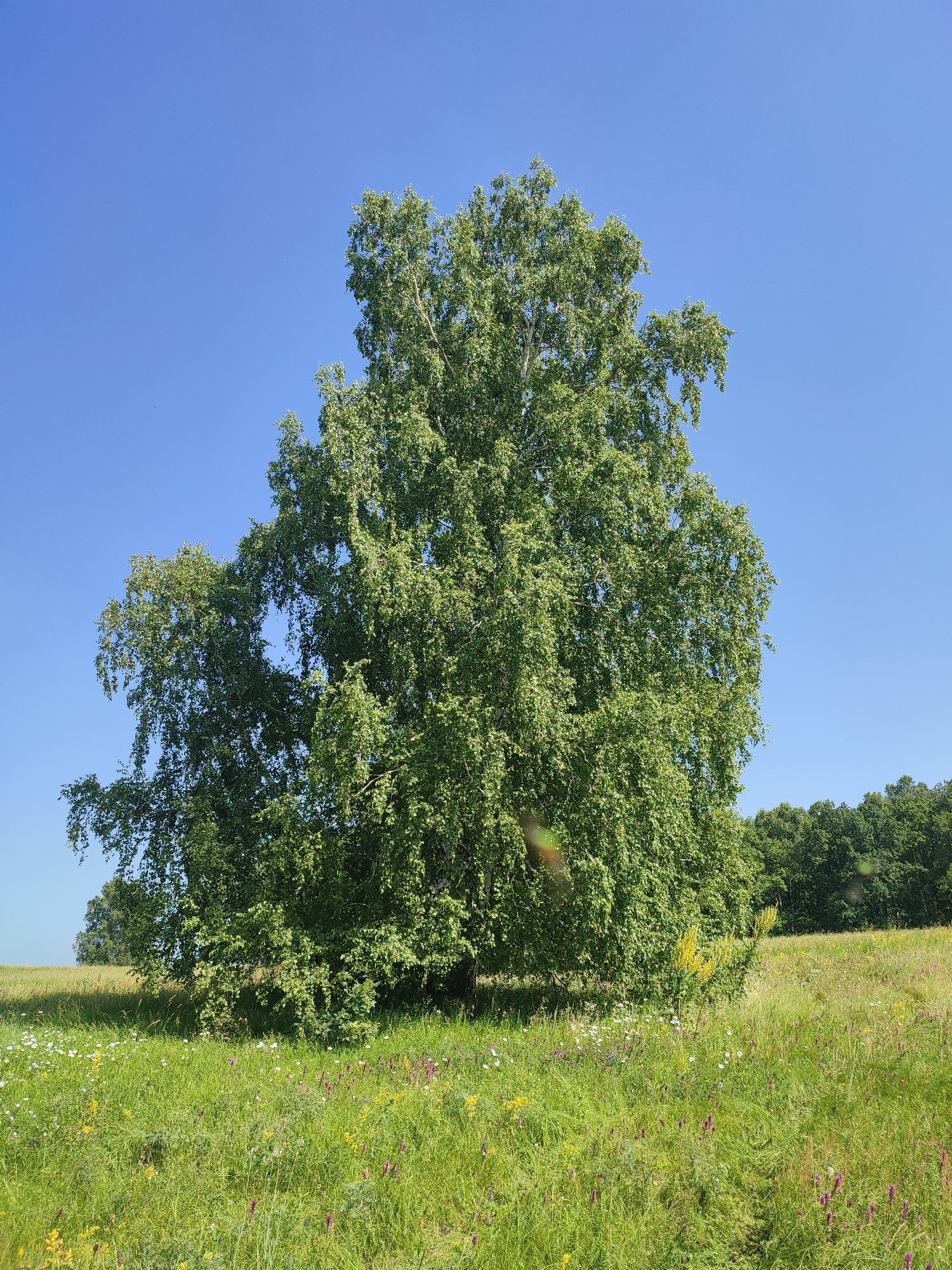 A full-shot photograph captures a lone, mature birch tree standing tall in a vibrant green meadow under a clear, bright blue sky. The tree's dense foliage, a rich green, drapes outward, with its trunk rooted in the center of the frame. The meadow is adorned with a variety of wildflowers, including white daisies and small purple and yellow blooms, interspersed with tall blades of grass. In the background, a dense line of dark green trees forms a natural border, separating the meadow from what appears to be a distant, hazy landscape. The overall scene depicts a serene, natural environment, likely a rural setting in Yamansarovo, Russia. There are no people or animals visible in the image.