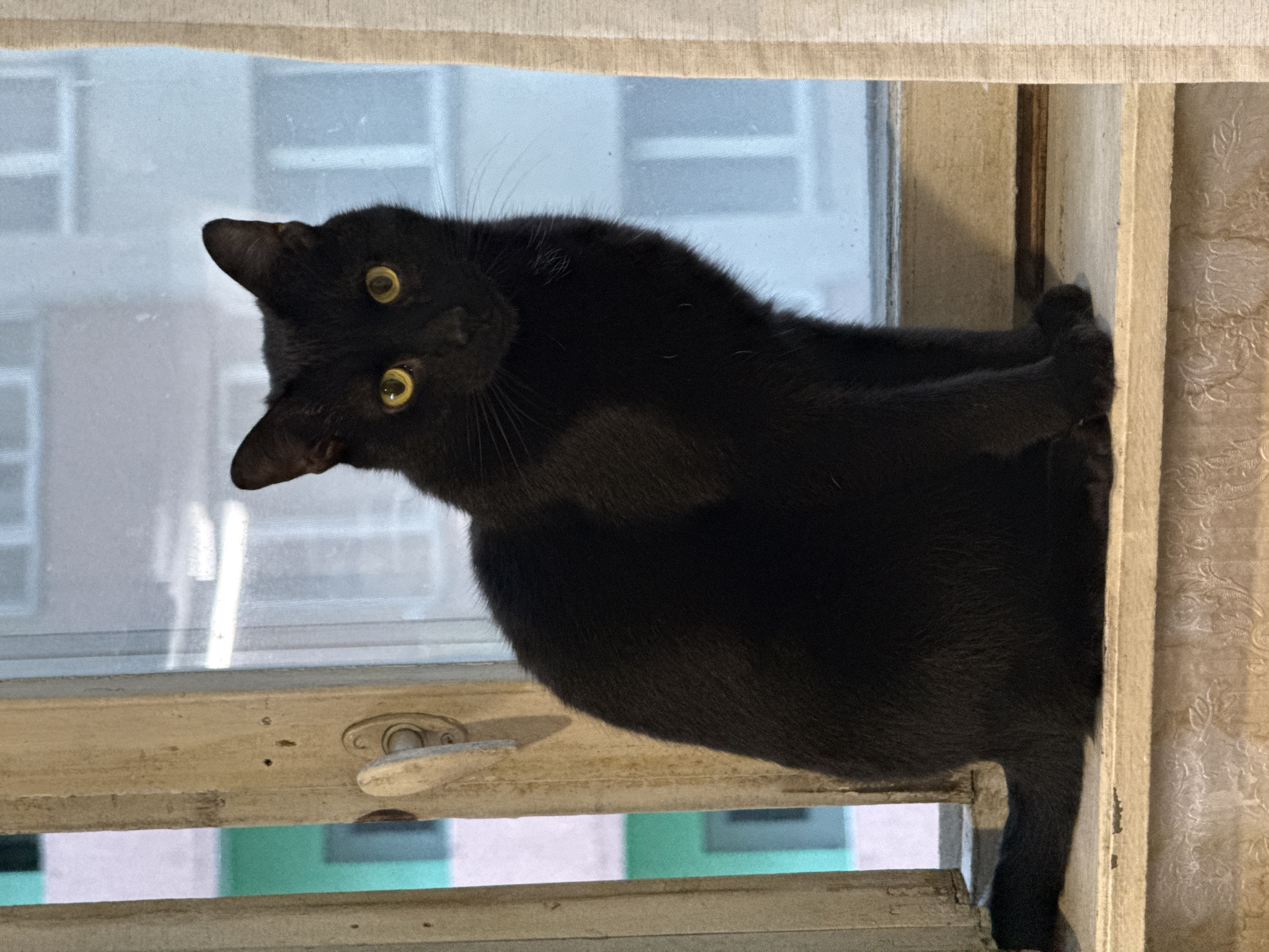 A black cat is perched in a window. The cat is facing the camera with its head tilted to the left. The window is white and has a handle in the lower left. The window's panes are visible behind the cat. The background outside the window shows buildings with blue and pink accents. The curtains are beige and textured. The scene might be located in Khimki, Russia, based on the color of buildings.