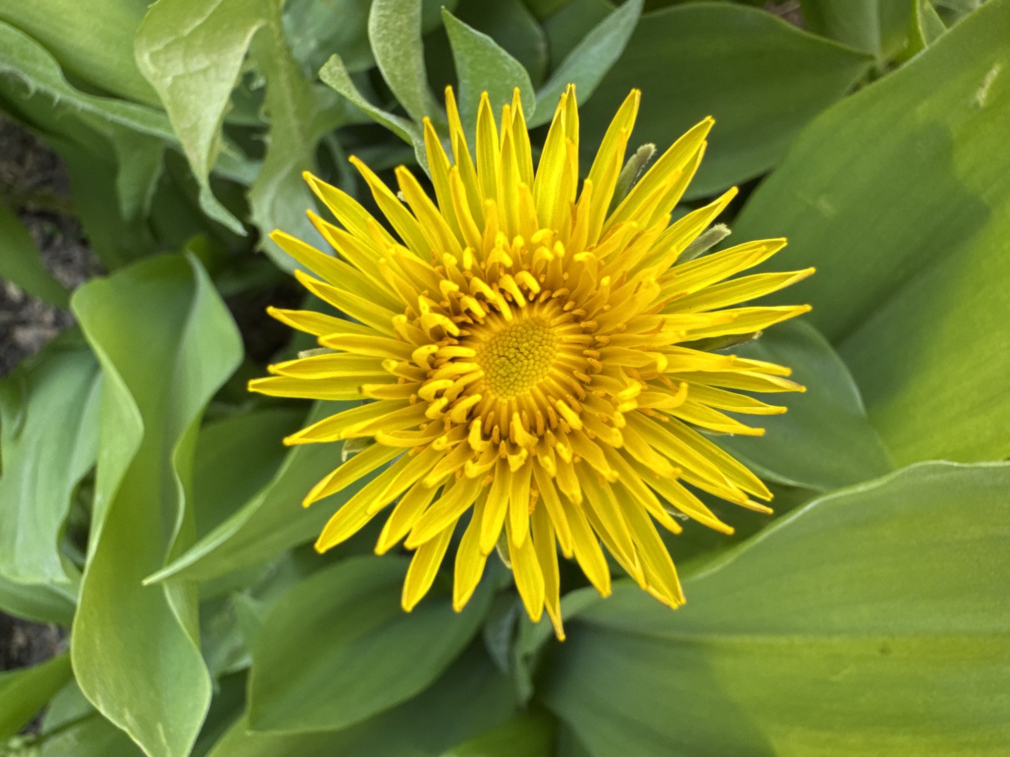 A top-down shot of a bright yellow flower with numerous ray-like petals. The center of the flower is densely packed with smaller, tubular structures. The flower is surrounded by large, green leaves with smooth surfaces and slightly undulating edges. The ground visible between the leaves appears dark and earthy. It is not possible to determine the location or city from the image.