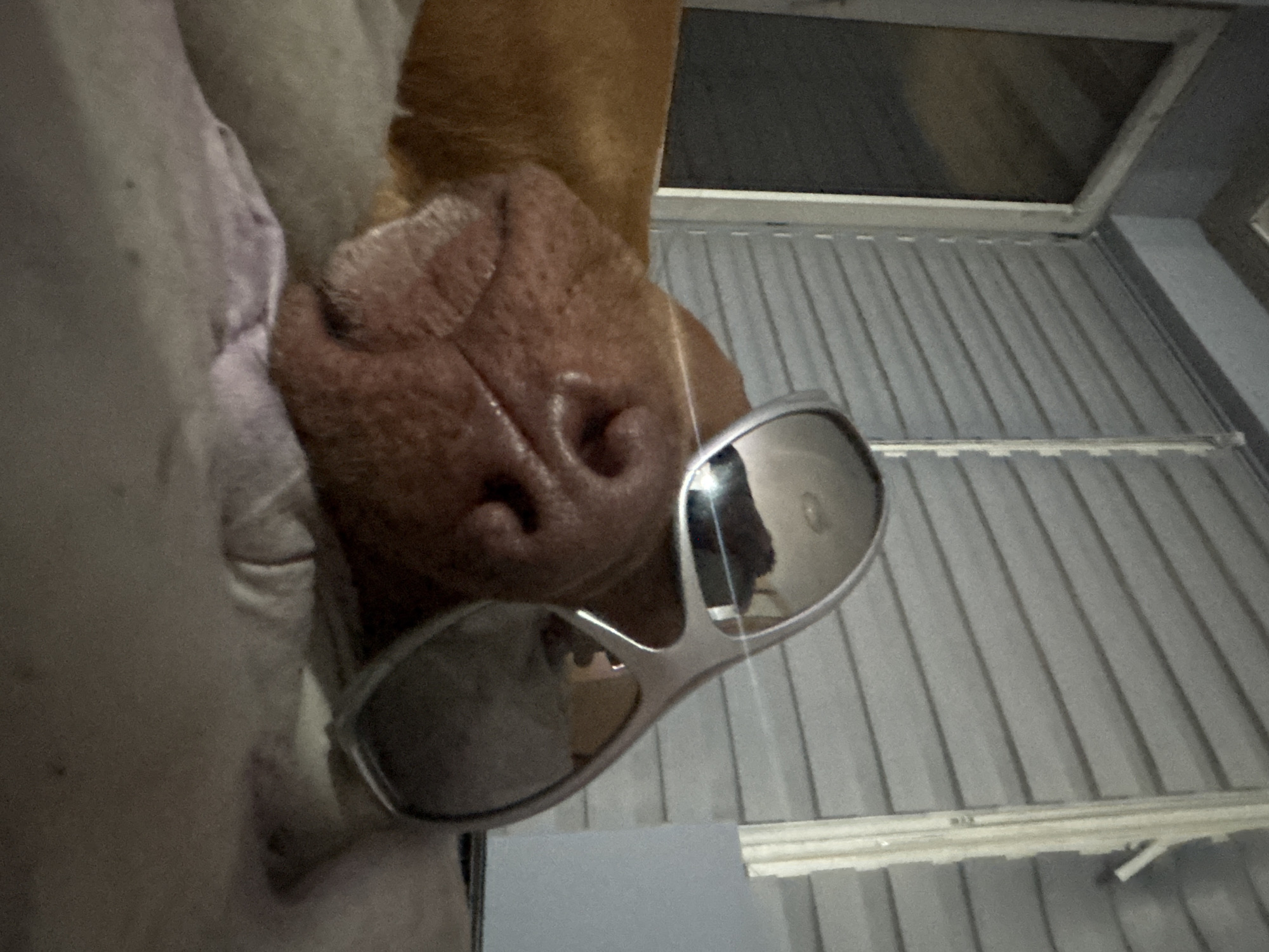 The image shows a close-up of a dog's nose wearing sunglasses. The dog appears to be light-colored with a brown nose. The sunglasses are silver-framed with reflective lenses. The background consists of a gray corrugated surface and a window. There is no evidence to suggest the location is Sofia, Bulgaria.