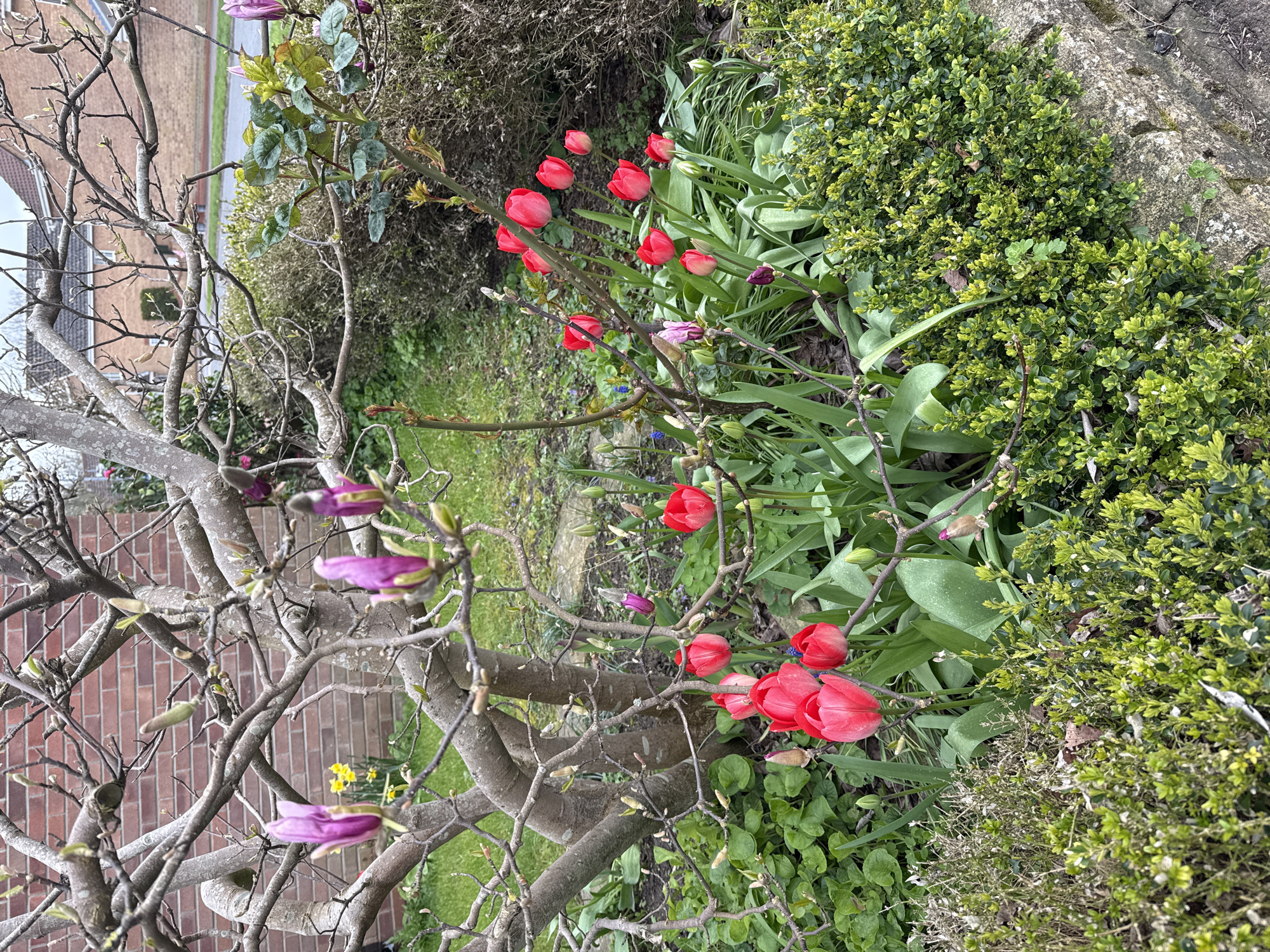 The image depicts a garden scene in Great Yarmouth, United Kingdom. A magnolia tree with purple blossoms dominates the left side of the frame. To the right, a cluster of red tulips is interspersed with greenery and small bushes. In the background, there is a glimpse of a building and a road. The ground is covered in grass and foliage.