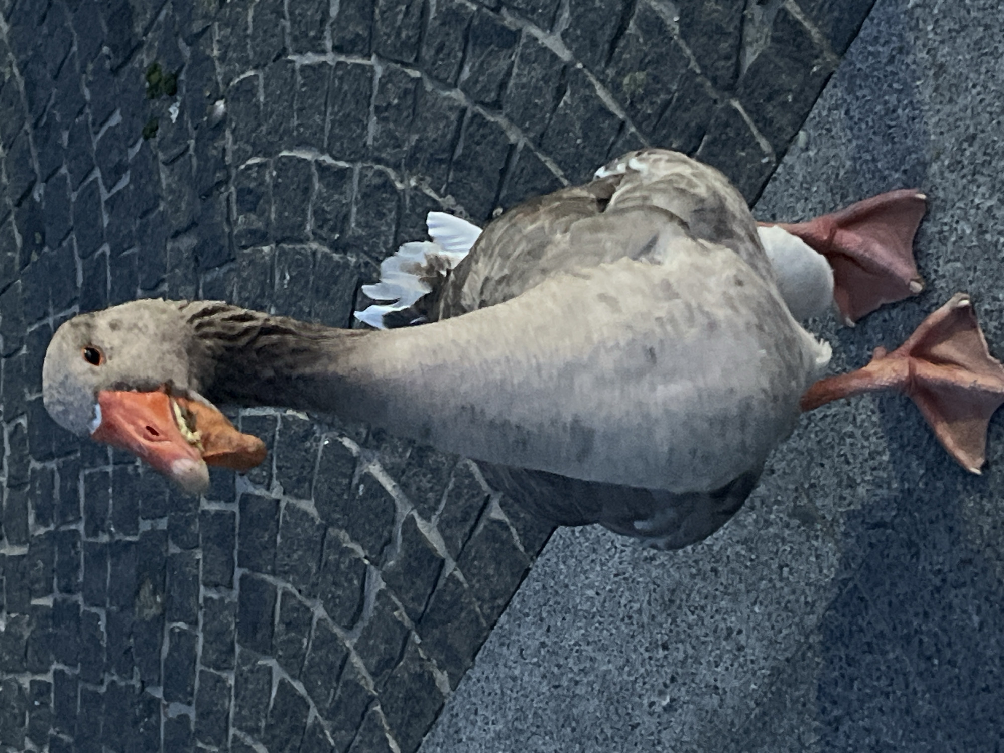 A goose stands on a cobblestone path next to a concrete walkway in the city of Dnipro, Ukraine. The goose is facing forward and slightly to the left, with its beak open, revealing its orange interior and some yellowed serrations. Its head is gray with some darker barring on the neck, and its eyes are dark. The body of the goose is predominantly gray, with lighter feathers on its underside and some white feathers protruding from its back. Its legs and webbed feet are bright orange. The background consists of dark gray cobblestones laid in a diamond pattern, with a lighter gray concrete area to the left. The lighting suggests it is daytime, possibly late afternoon due to the angle of the light and the shadows.