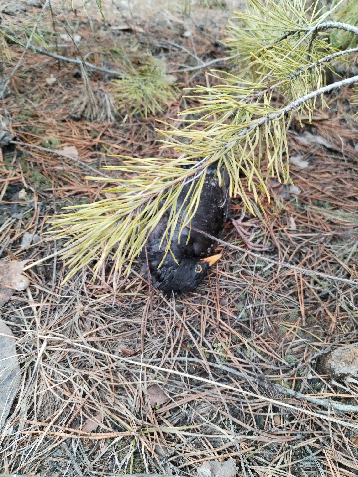 The image shows a dead blackbird lying on the ground covered in pine needles and a pine branch. The bird is mostly black with a yellow beak. The surrounding environment appears to be a forest floor with dry pine needles and twigs. The location is Noviy, Russia. There are no people visible in the image.