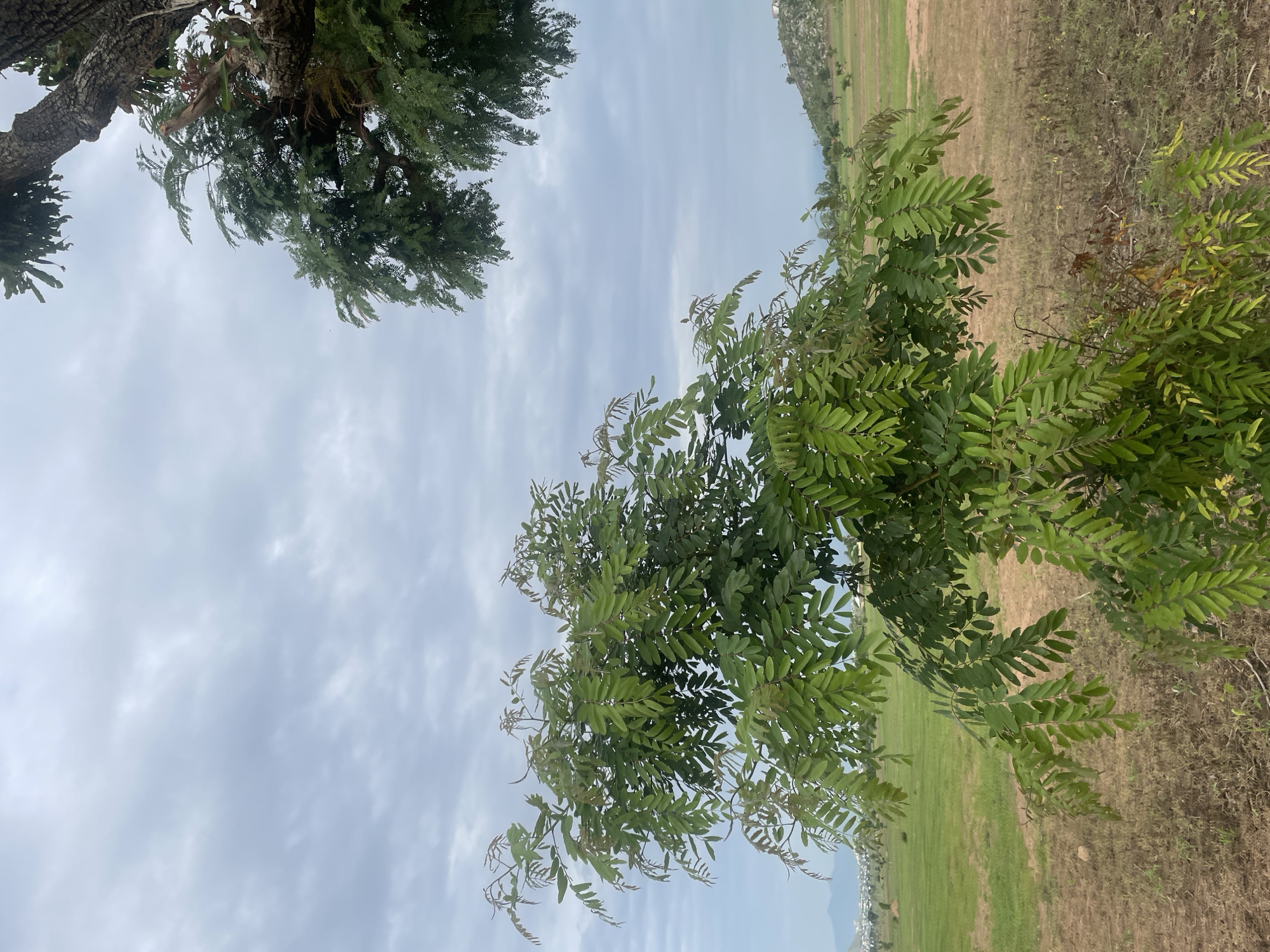 This media file shows an outdoor scene in Jauro Yinu, Nigeria. The image is taken from a low angle, looking upwards towards the sky, with trees and foliage in the foreground and midground. Two large trees are visible, one on the left and one on the right side of the frame. The tree on the left has a thick, textured trunk and dark green, feathery leaves. The tree on the right has lighter green, compound leaves.
In the background, a field of dry, brown grass stretches out, with a section of green grass visible further in the distance. A hilly landscape is faintly visible in the far background, along with some structures suggesting a settlement. The sky is overcast with diffused light, indicating a cloudy day. The overall impression is one of a natural, rural setting. There are no people, objects, or specific activities depicted. The image captures a moment of natural scenery without any discernible text.