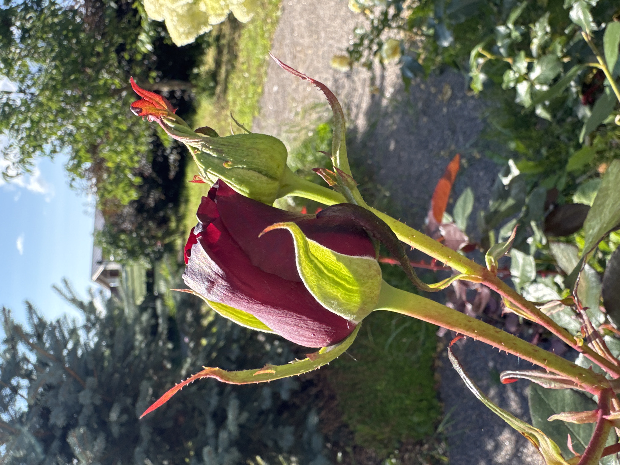 A close-up, eye-level outdoor shot shows a dark red rose bud partially unfurled, with bright green sepals and reddish-pink edges on its outermost leaves. The rose is in the foreground, with its stem and thorns visible, and other rose buds and leaves are present in the background. A blurry path and greenery are behind the rose, with a hint of a building with a gray roof and a light-colored facade in the distance, suggesting a garden or park setting. The sky is blue with scattered white clouds. The scene appears to be located in Steklyannyi, Russia.