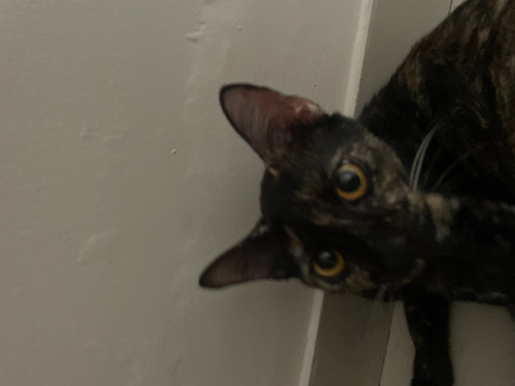 A tortoiseshell cat is positioned near a white wall. The cat's head is tilted, and its golden eyes are looking directly at the camera. The cat has dark fur with patches of brown and orange. The wall appears to be painted in a neutral color. The location in Denpasar, Indonesia, is not identifiable from the image.