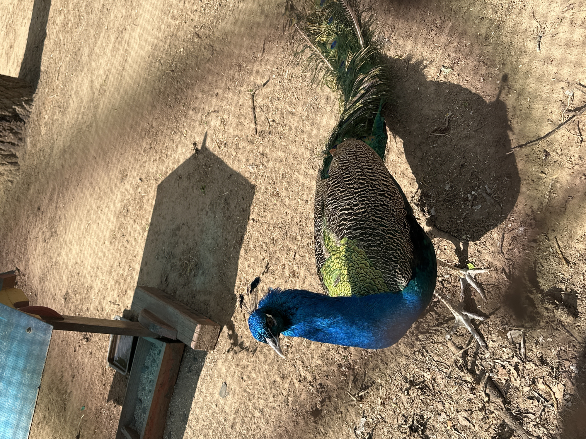 A peacock stands on a dirt surface. The peacock has a bright blue neck and head, a patterned green and brown body, and a tail with green and blue feathers. The bird is casting a shadow on the ground. A wooden structure sits to the left of the peacock. The environment appears to be a dirt-covered ground, with some twigs and debris scattered around. The location is Chaikovsky, Russia.