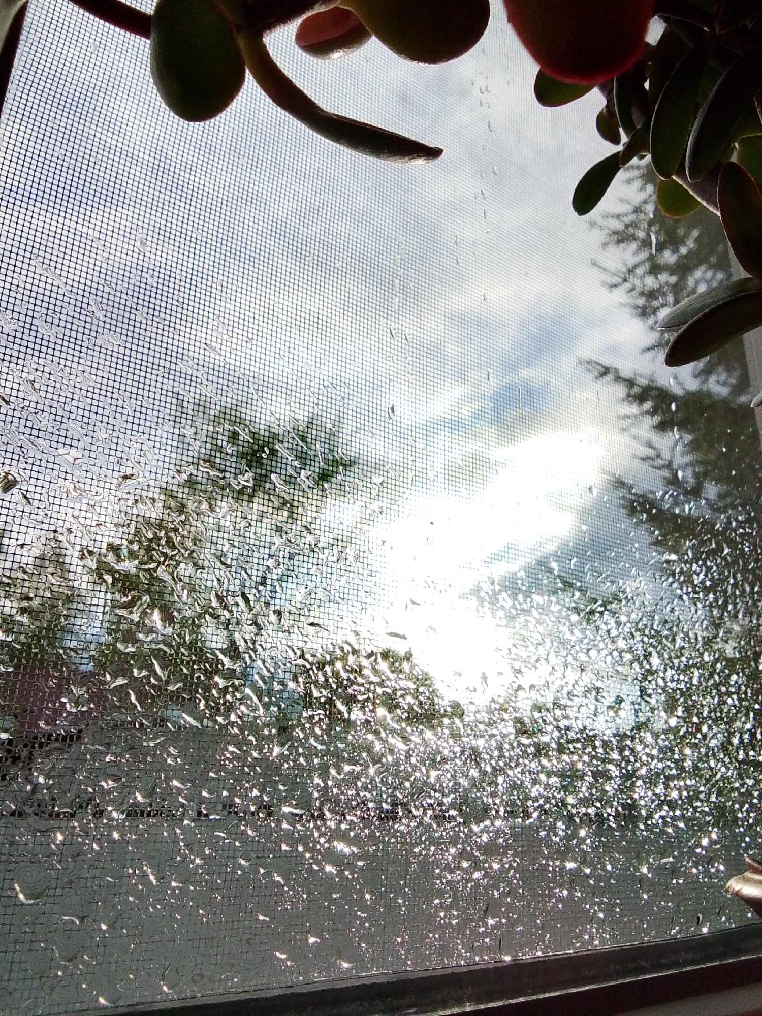 The image captures a view through a window with a screen, heavily speckled with water droplets. The scene outside the window is bright, with a blurred view of trees and sky due to the water and the screen. The sun appears to be shining, creating a glare. Part of a potted plant is visible in the upper corners of the image, obscuring some of the view. The scene appears to be a residential setting, and there is no indication of it being in 1-Go Maya, Russia. There is no evidence of people, specific objects, actions, interactions, or environmental factors beyond the immediate visible scene.