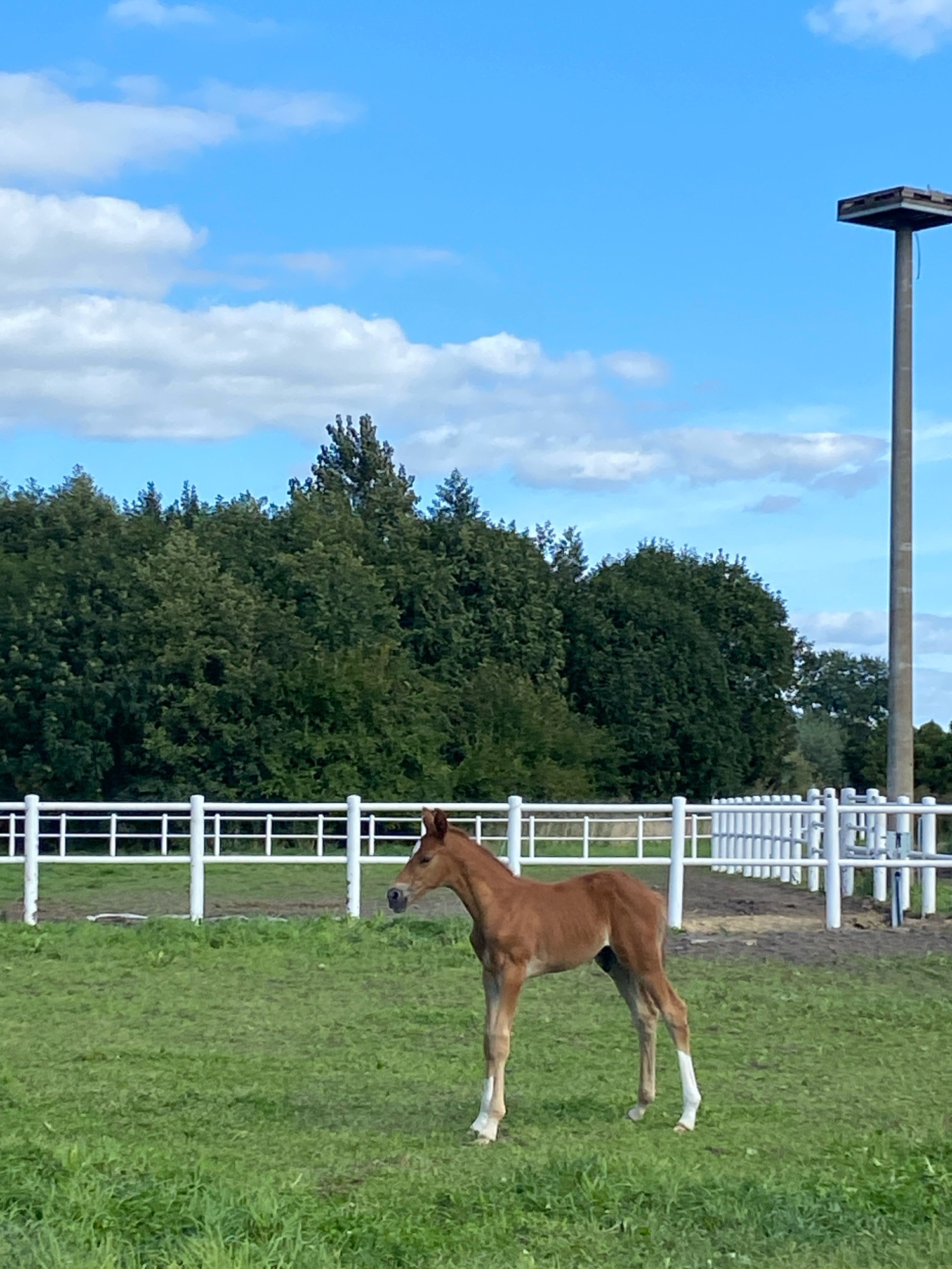 A young brown foal stands in a grassy field, facing left, with its head turned slightly towards the camera. The foal has white markings on its lower legs. Behind the foal, a white fence encloses the field, and beyond that, a line of lush green trees forms a backdrop. In the upper right of the image, a tall, slender concrete pole topped with a square platform is visible against a bright blue sky with scattered white clouds. The scene appears to be an outdoor equestrian facility, potentially located in or near the city of Buk, Poland.