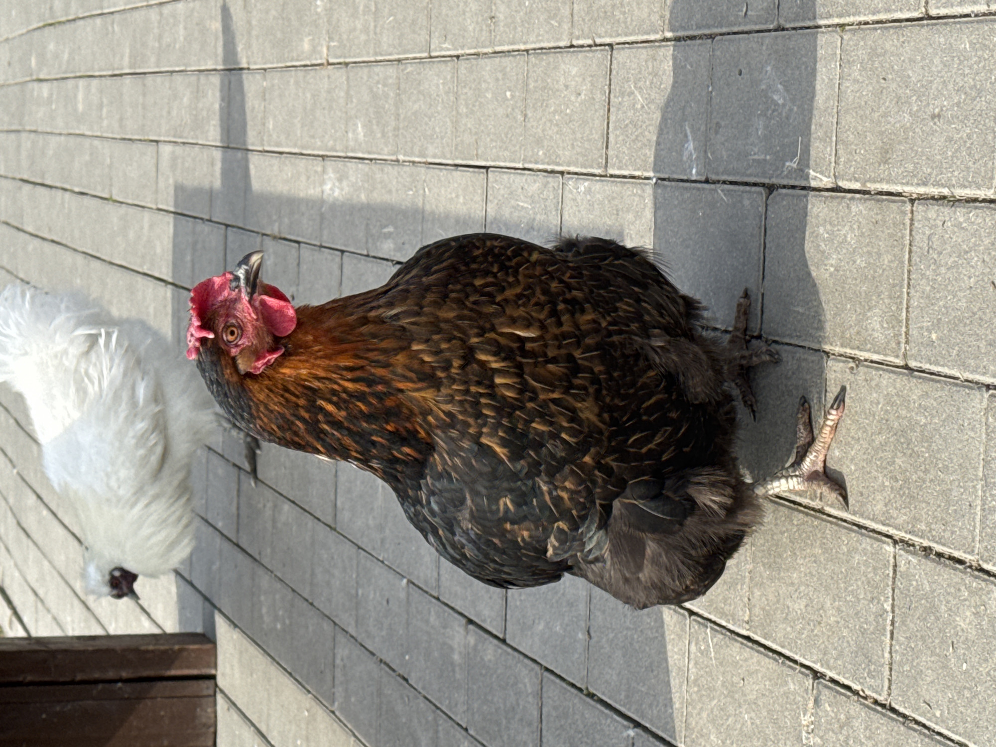 A medium-shot photograph depicts two chickens on a paved surface with rectangular stones, possibly a patio. The chicken in the foreground is predominantly brown and black with some reddish-brown coloration around its neck and head. It has a red comb and a small beak. The other chicken is white and fluffy and located in the lower left corner. The surface they are on appears to be a paved outdoor area. Shadows are present, suggesting the photo was taken during daylight.