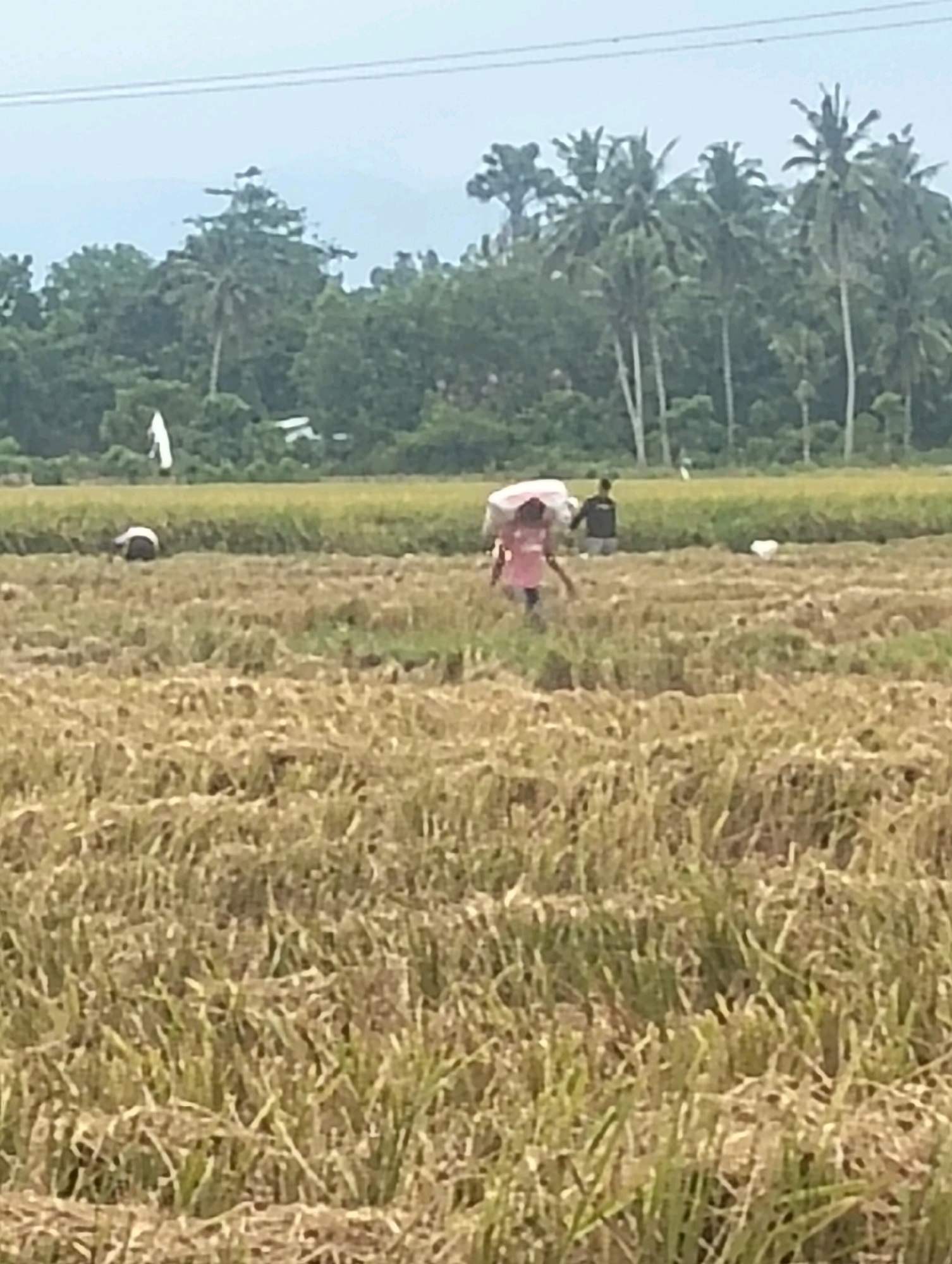 In Teungoh, Indonesia, a person walks across a harvested rice field carrying a large bundle on their head. The field is mostly dry, with stubble from the removed rice stalks. In the background, a line of palm trees and other foliage marks the edge of the field, with a hazy sky above. Another person is visible further in the field, and a white object, possibly a bag, lies on the ground.