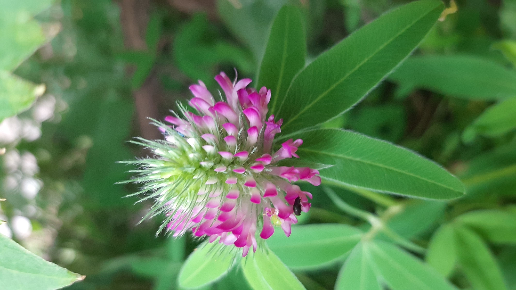 A close-up, vertical, eye-level shot focuses on a pink and white clover bloom with a small black beetle on one of the petals. The bloom is in the center of the frame, its delicate petals fanning outwards from a central green, spiky core. The green leaves of the clover plant surround the bloom, some in sharp focus and others softly blurred. The background is a dappled wash of green and light, suggesting foliage and dappled sunlight in an outdoor setting. The image is sharp and clear, highlighting the intricate details of the flower and the insect.