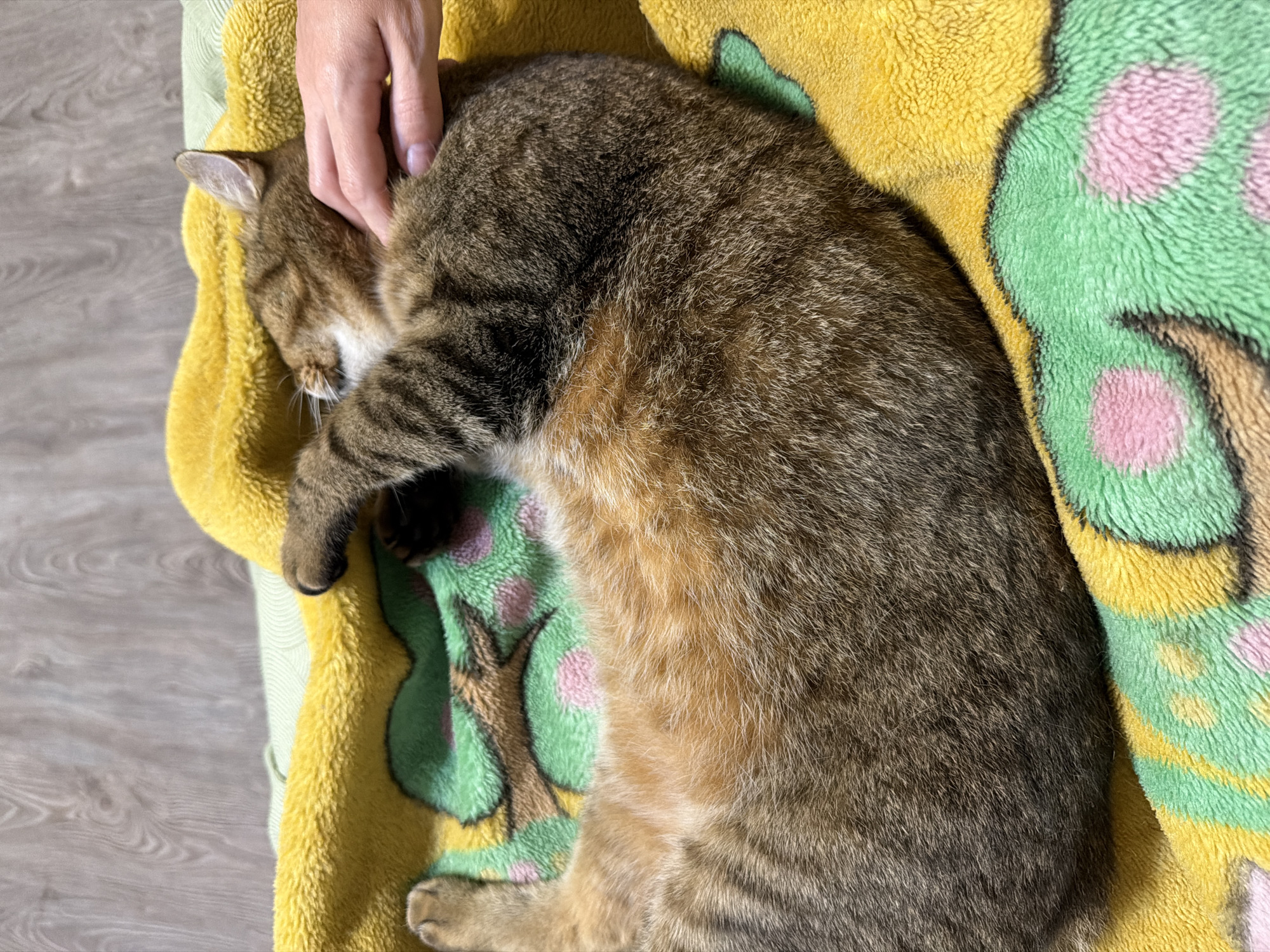 In Mali Kosharyshcha, Ukraine, a tabby cat is curled up and sleeping on a yellow blanket with a green and pink pattern. A human hand is gently petting the cat's back. The cat's fur is a mix of brown, black, and orange stripes. The blanket is soft and plush, and the cat appears to be very comfortable. The background shows a wooden floor.