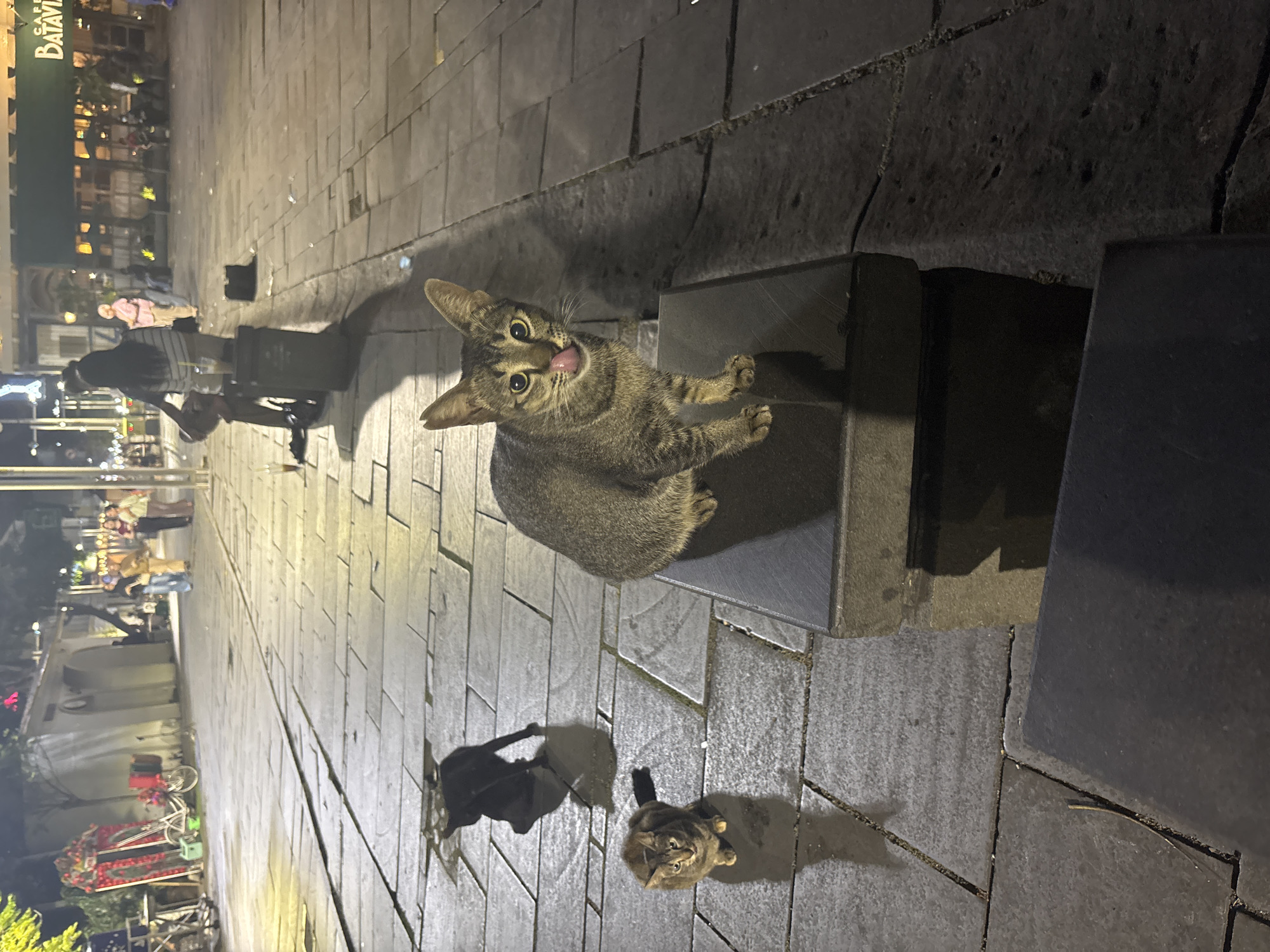 The image captures a street scene at night in West Jakarta, Indonesia, with a focus on two cats. In the foreground, a tabby cat with distinctive stripes and yellow eyes is perched on a dark, rectangular stone structure, with its tongue slightly extended. To its left and slightly behind, another tabby cat sits on the stone pavement, looking towards the camera. Further back, a black cat is visible in shadow, also on the pavement, appearing to be in motion. The background shows a cobblestone street with various people walking and sitting, some in illuminated areas and others in shadow. Buildings with signage, including "CAFE BATAVIA," are visible in the distance, suggesting a commercial area. The overall lighting suggests it is nighttime, with artificial light sources casting shadows on the wet cobblestone surface.
