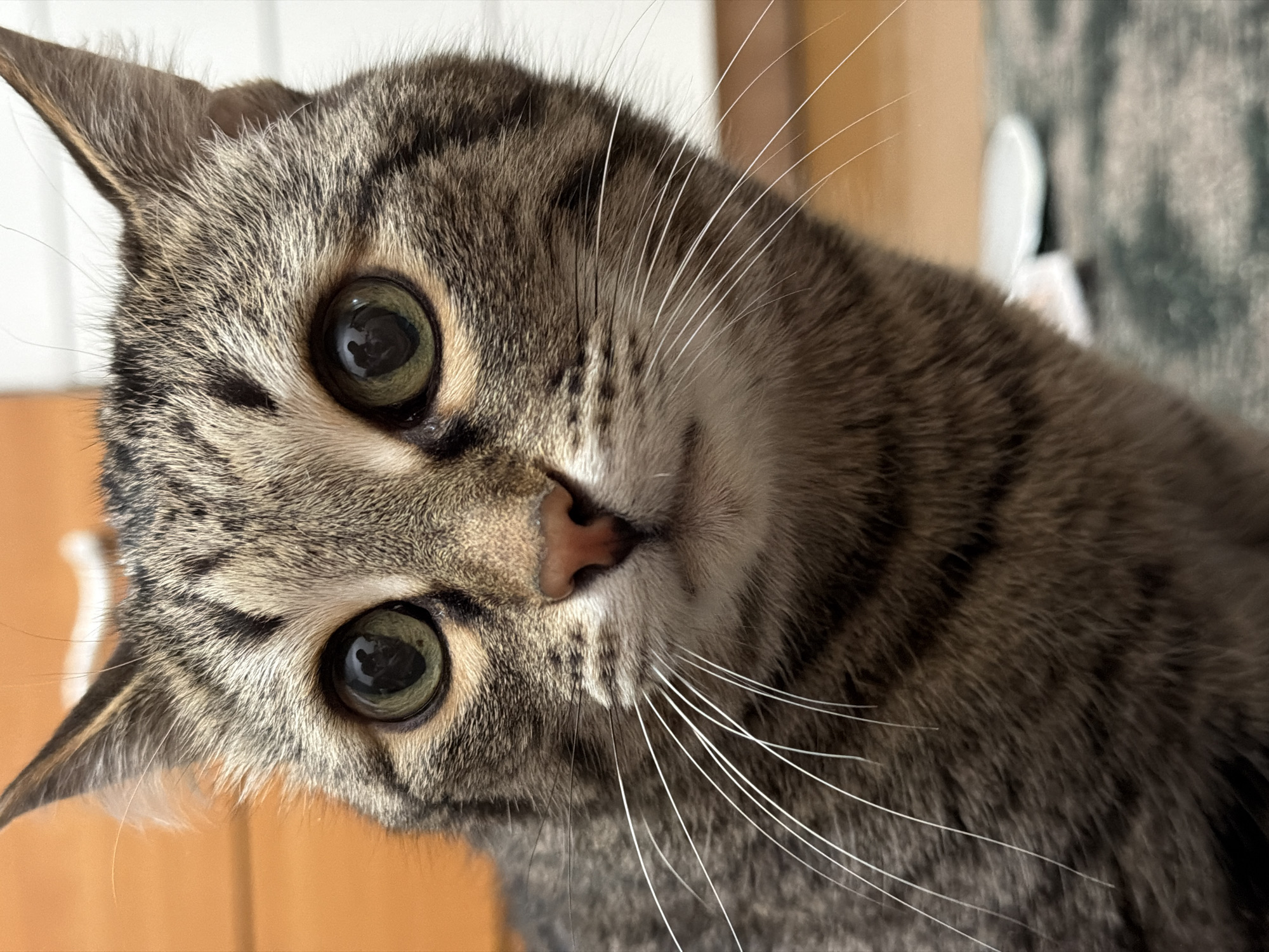 A close-up, head-and-shoulders portrait features a domestic tabby cat indoors in Izhevsk, Russia. The cat's head is tilted to its right, and it looks directly into the camera with an attentive and curious expression.
The cat's eyes are a prominent feature, displaying greenish-yellow irises with large, round, dilated pupils that reflect light sources, suggesting an indoor setting. Its fur exhibits a classic tabby pattern, with intricate stripes and swirls in shades of grey, brown, and black, interspersed with lighter cream or white patches, particularly around its muzzle and ears. A small, pinkish-brown nose is centrally positioned on its face. Numerous long, white whiskers gracefully fan out from both sides of its muzzle, contrasting sharply with its darker fur. The cat's ears are upright and pointed, showing fine fur details.
The background is softly blurred, indicating a shallow depth of field that keeps the cat in sharp focus. Visible background elements include a light-colored, possibly white, vertical surface on the left, and a warm, wooden-toned surface at the bottom left. On the right side, behind the cat's body, there is a soft, textured material in a muted grey-green hue, resembling a blanket or carpet, with an indistinct white shape also visible.
The lighting is bright and even, suggesting a well-illuminated indoor environment, likely during daytime. The cat's direct gaze and tilted head convey a sense of inquisitiveness and engagement. There is no visible text in the image.
