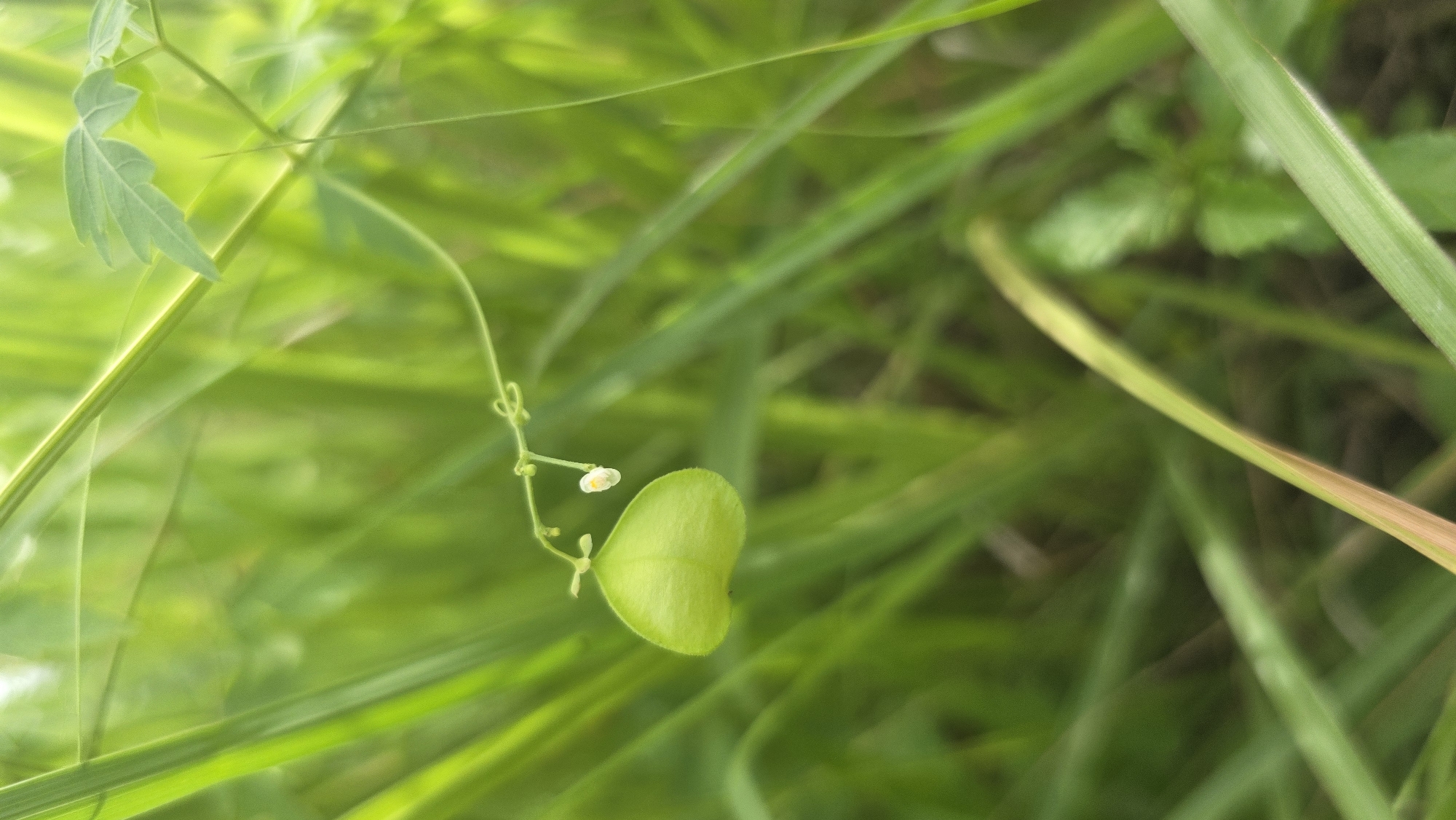 The image depicts a close-up view of green vegetation, likely grass and other plants, with a particular focus on a heart-shaped green leaf attached to a slender, curving stem. A small, white, six-petal flower grows on the same stem. The image has a shallow depth of field. The scene appears to be located outdoors, amidst lush greenery. The location within the city of Lhokseumawe, Indonesia cannot be determined from the image.