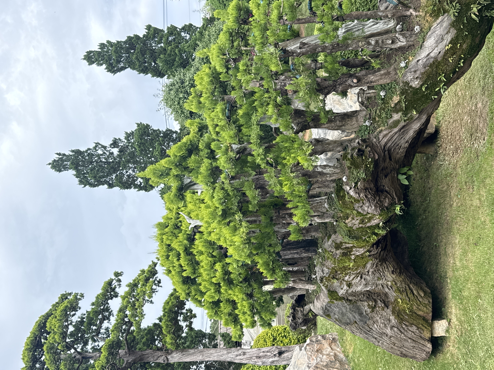 This image depicts a meticulously sculpted bonsai garden, likely situated within the natural beauty of Cam Ly, Đà Lạt, Vietnam. The foreground is dominated by a large, weathered tree trunk that has been artfully shaped, serving as a foundation for numerous miniature trees. These bonsai, with their vibrant green foliage, are arranged in a dense, almost architectural manner atop the trunk, creating a striking visual. The trunk itself is covered in moss and small green plants, further integrating it with the natural environment.
In the background, other trees and greenery can be seen, including tall, slender cypress-like trees and a larger, mature pine tree to the left. The overall impression is one of a serene and cultivated natural space, where horticulture and artistry combine. The sky is overcast, suggesting a diffused light that enhances the lush greens of the foliage. There are no people visible in the frame, emphasizing the tranquility of the scene. The placement of small, spherical decorative objects, some appearing to be small white stones or ceramic figures, adds a subtle decorative element to the bonsai arrangement.