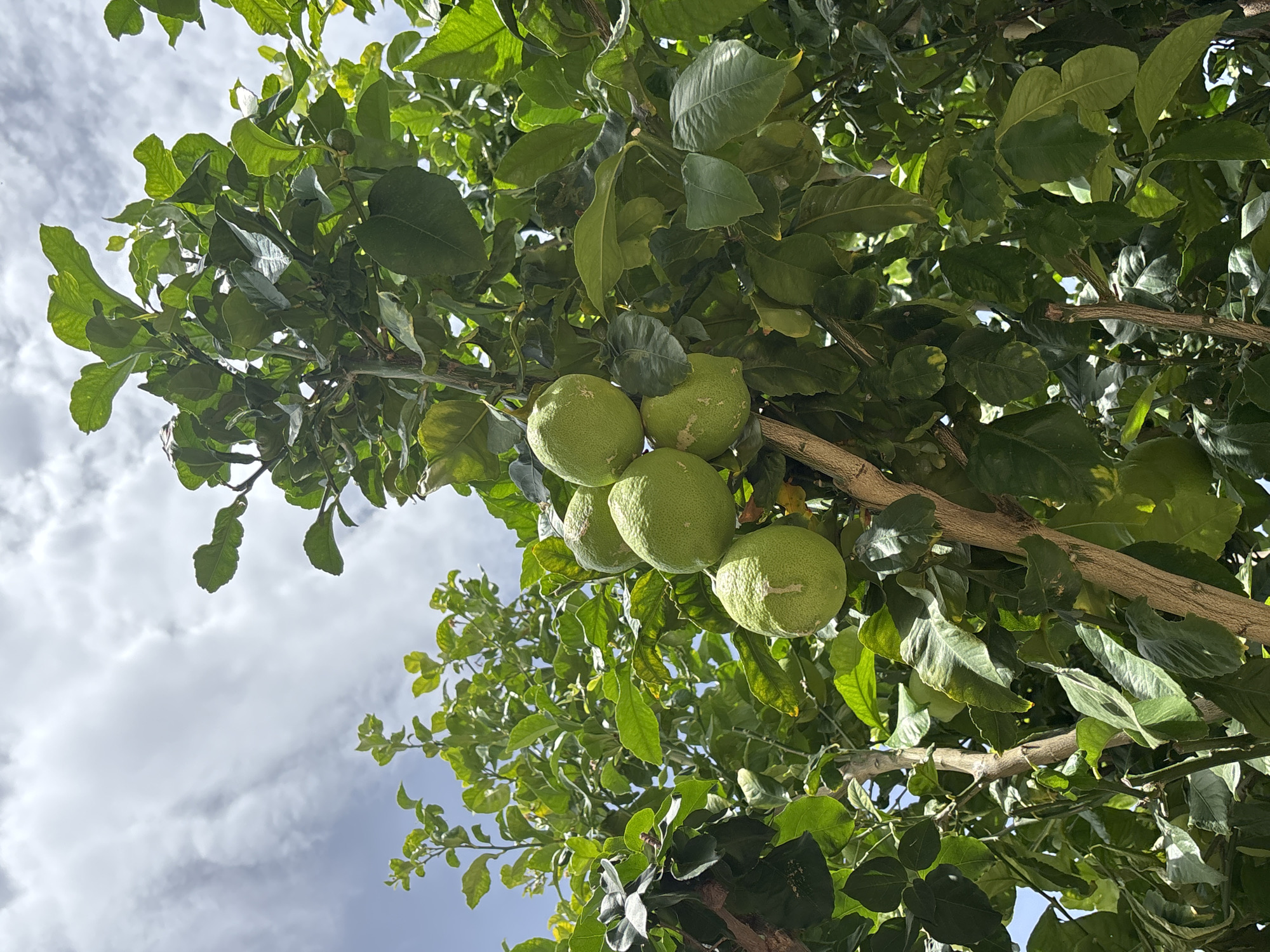A low-angle, medium shot captures a cluster of large, green citrus fruits hanging from a leafy tree branch, set against a bright, cloudy sky. The fruits, appearing to be unripe lemons or limes due to their size and green hue, are clustered together. Their skin is textured and shows some imperfections, including light-colored scuff marks. The leaves of the tree are a vibrant green, with some showing signs of yellowing or browning. The branches are woody and rough-textured, with a few smaller, thinner branches visible. The background reveals more foliage and a bright sky with scattered white clouds. The image is likely taken in an outdoor setting, possibly a garden or orchard, in Orihuela, Spain, given the typical Mediterranean climate and prevalence of citrus trees in the region. No people are present in the image.
