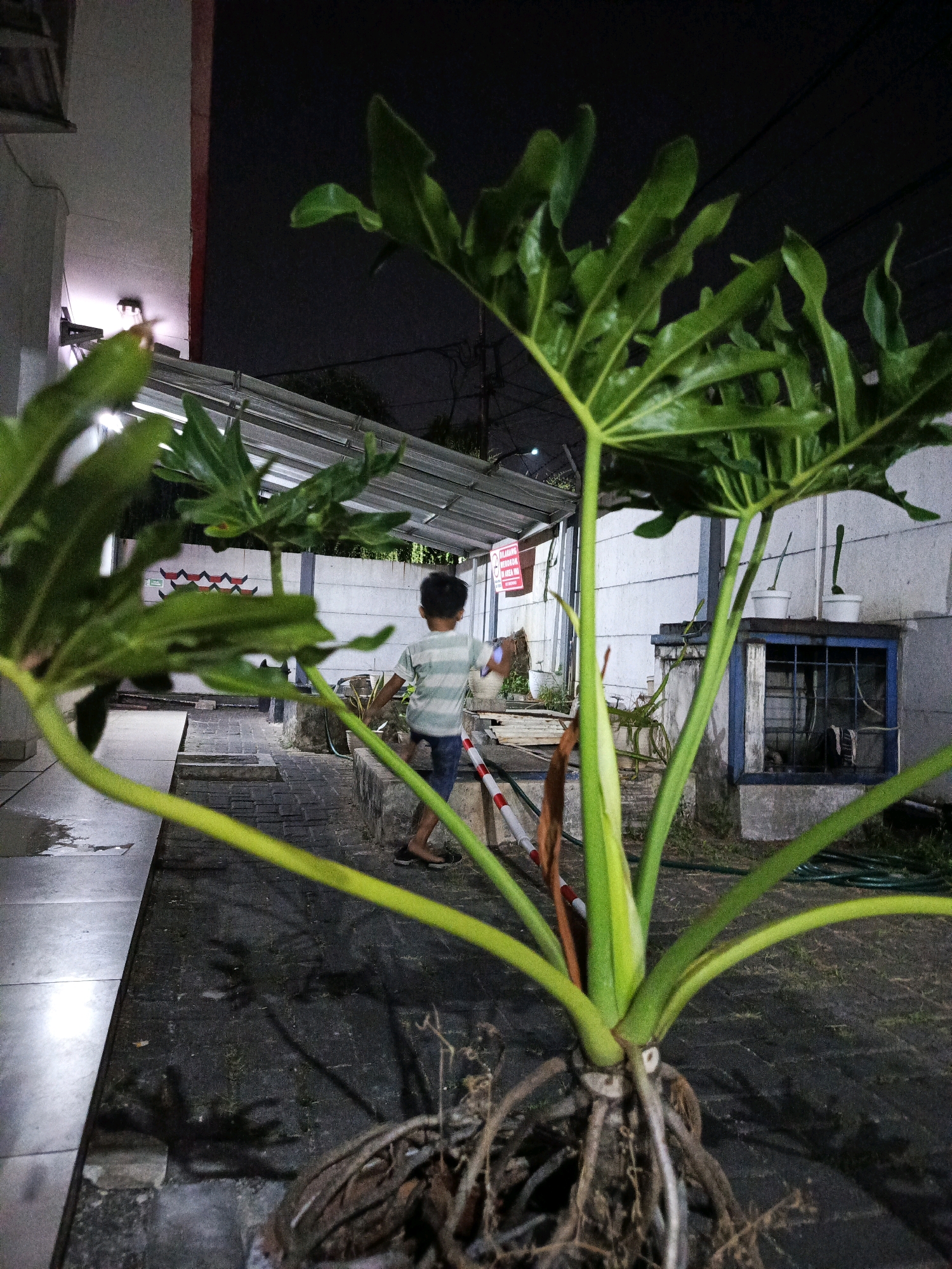 In East Jakarta, Indonesia, a young boy, viewed from behind, stands on a paved pathway in what appears to be a communal outdoor area or courtyard. He wears a striped t-shirt and dark pants. The area is characterized by various plants, a prominent large leafy plant in the foreground obscuring the view, and a white building with a corrugated metal roof structure extending over part of the area. A blue-framed window with bars is visible on the building's exterior. The lighting suggests it is nighttime, with artificial lights illuminating the scene. Shadows are cast across the ground from the plants. There is evidence of water on the paved surface, indicating recent rain or cleaning.