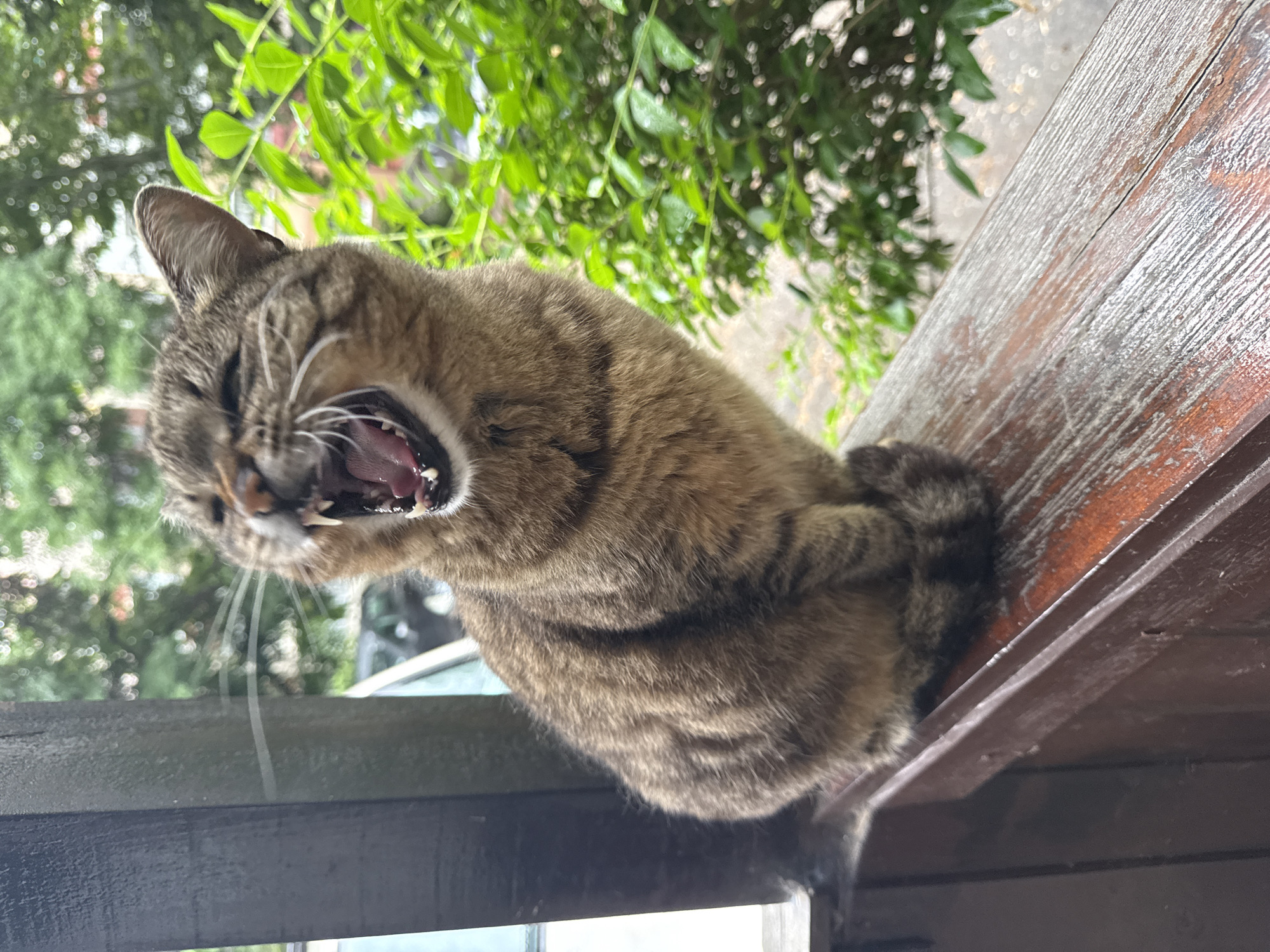 A tabby cat is yawning while sitting on a wooden structure. Green foliage is visible in the background. The location is not discernible.
