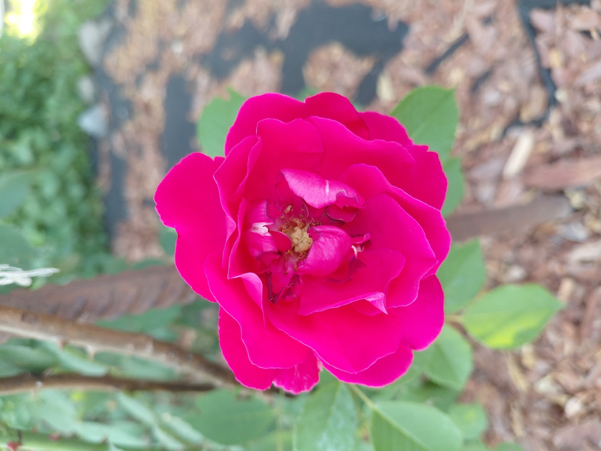 A close-up, top-down shot shows a vibrant pink rose in full bloom, its petals layered and slightly ruffled. The rose's center reveals yellow stamens, peeking through the dense petals. The flower is attached to a thin, thorny stem, which is partially obscured by the bloom and has a darker, textured support stake. Lush green leaves, some showing slight yellowing, are visible in the foreground and midground, framing the rose. The background is a soft blur of green foliage and reddish-brown mulch, suggesting an outdoor garden setting. The lighting appears to be natural daylight, with a slight sheen on the rose petals, indicating a sunny day. This image is likely from a garden in Novosibirsk, Russia, given the context. There are no people or animals present in the frame.