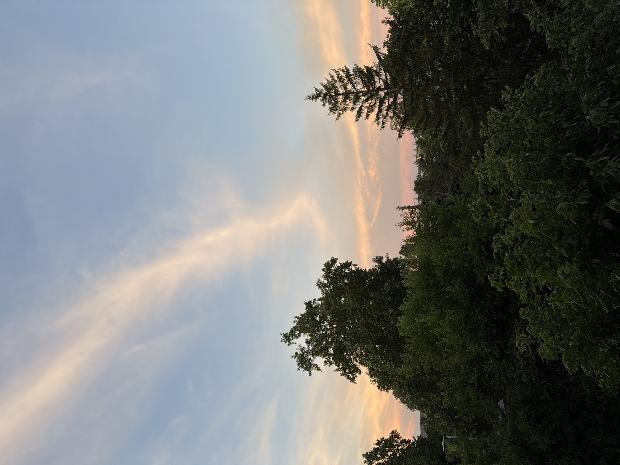 The image depicts a serene sky scene above a canopy of trees at dusk. The sky transitions from a pale blue at the top to soft hues of pink and orange near the horizon, indicating the setting or rising sun. A wispy cloud formation, illuminated by the golden light, stretches diagonally across the upper portion of the sky, creating a gentle, ethereal effect.
Below the sky, a dense collection of lush green trees fills the lower half of the frame. The foliage is varied, suggesting a mix of deciduous and coniferous species. On the left, a large, broad-leafed tree with a full crown dominates the middle ground. To its right, a tall, slender pine tree stands out, its dark silhouette contrasting with the lighter sky. In the background, distant buildings are faintly visible peeking through the trees, suggesting an urban or suburban environment. The overall impression is one of tranquility and the beauty of nature at the close of day.