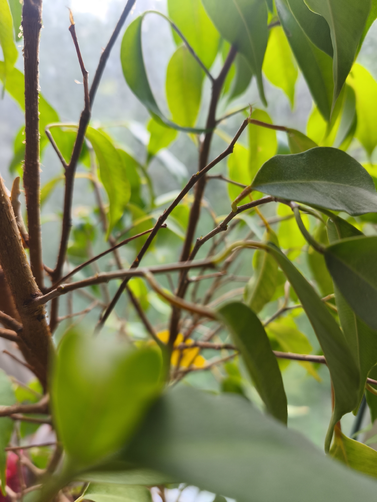 The image shows a close-up view of a plant with green leaves and brown branches, likely a houseplant. The focus is on the intricate network of branches, some thin and delicate, others thicker and textured. Bright green leaves are scattered throughout the frame, some in sharp focus, others softly blurred, suggesting a shallow depth of field. Sunlight appears to be filtering through the leaves and branches, creating highlights and a soft, diffused light. The background is a blurred expanse of muted colors, possibly indicating an outdoor scene viewed through a window, or a wall in the distance. The overall impression is one of natural beauty and the quiet growth of plant life. The location context of Kyiv, Ukraine, does not provide any specific visual cues within the image itself. There is no visible text.