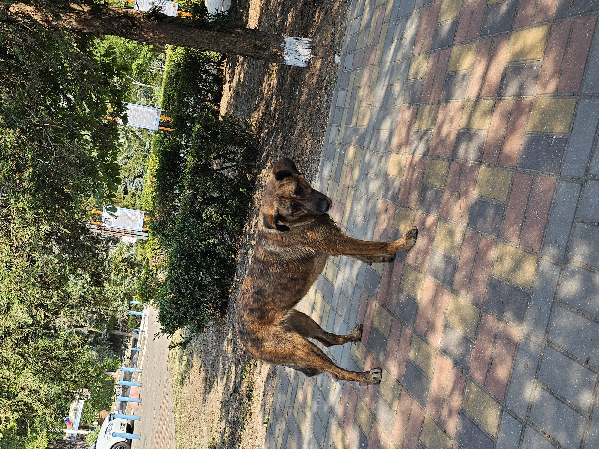 A brindle-colored dog is standing on a paved walkway in Skadovsk, Ukraine. The dog, which appears to be a mixed breed, is facing towards the right side of the frame with its head turned to look at the camera. Its fur is wet, and its tongue is slightly extended. The walkway is made of interlocking pavers in various shades of red, yellow, and gray. Behind the dog, there is a patch of dry dirt and then a neatly trimmed green hedge. Further back, trees with dense foliage provide shade. Several white signs on orange stands are visible behind the hedge, and a tree trunk painted white at its base stands to the right of the dog. In the background, a white car is parked on a paved area, bordered by blue posts. The environment suggests an outdoor public space, possibly a park or a street with pedestrian access.