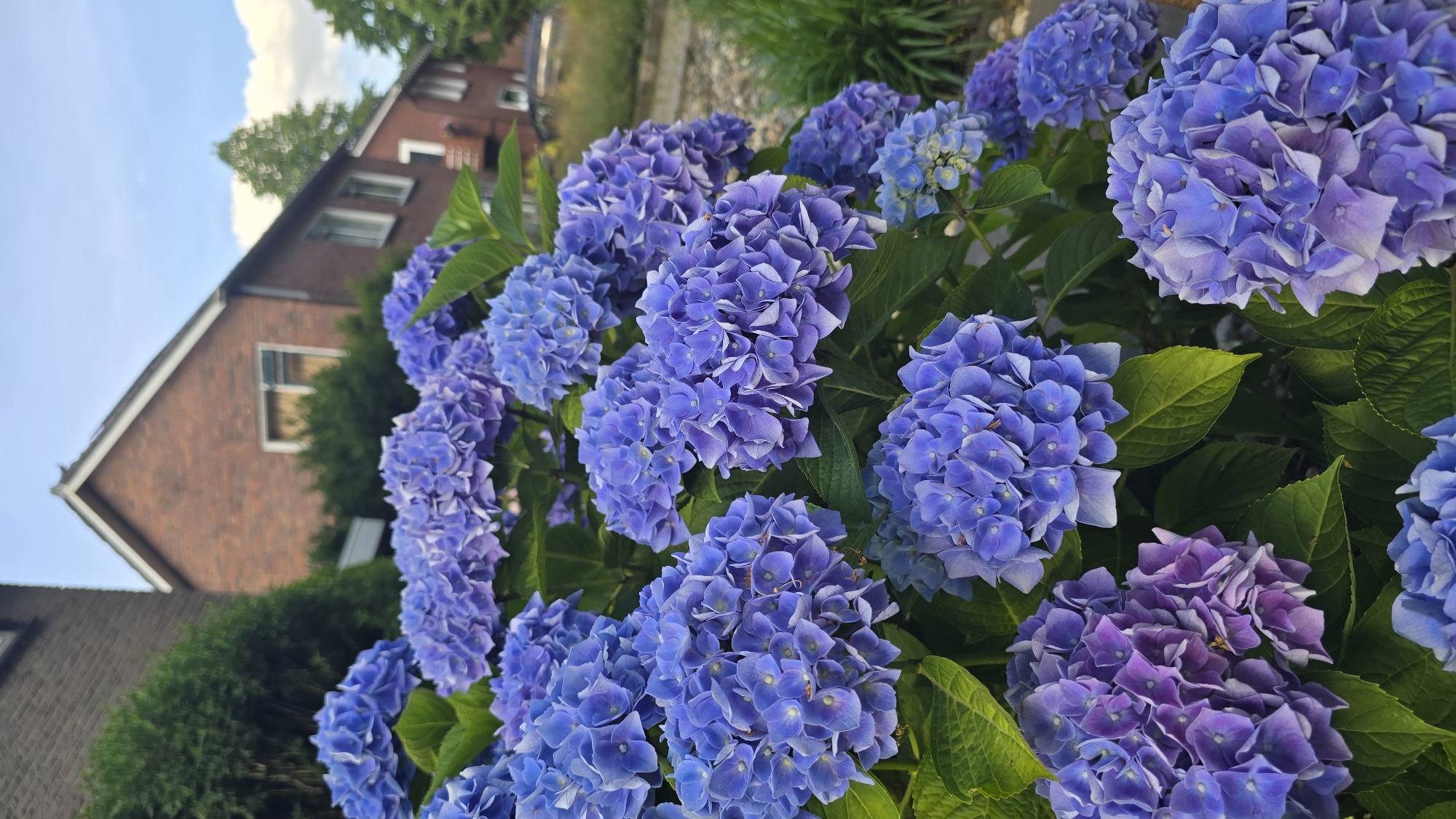 A close-up shot focuses on a cluster of vibrant blue and purple hydrangeas in bloom, their dense flower heads filling the foreground. The petals appear delicate and layered, with some showing hints of lighter shades or white edges. Lush green leaves provide a backdrop to the blossoms, some of which are partially obscured by others.
In the background, a brick house with a dark roof is visible, partially out of focus. The house has several windows and appears to be a residential building. To the left of the house, a patch of green trees and foliage suggests an outdoor setting, possibly a garden or yard. The sky above is a pale blue, with some soft white clouds, indicating fair weather. The overall impression is a peaceful, summery scene in a residential area. There is no visible text in the image. The lighting suggests it is daytime, possibly late afternoon given the soft light on the flowers. The location context of Zeddam, Netherlands, aligns with the typical appearance of such residential areas and flora.