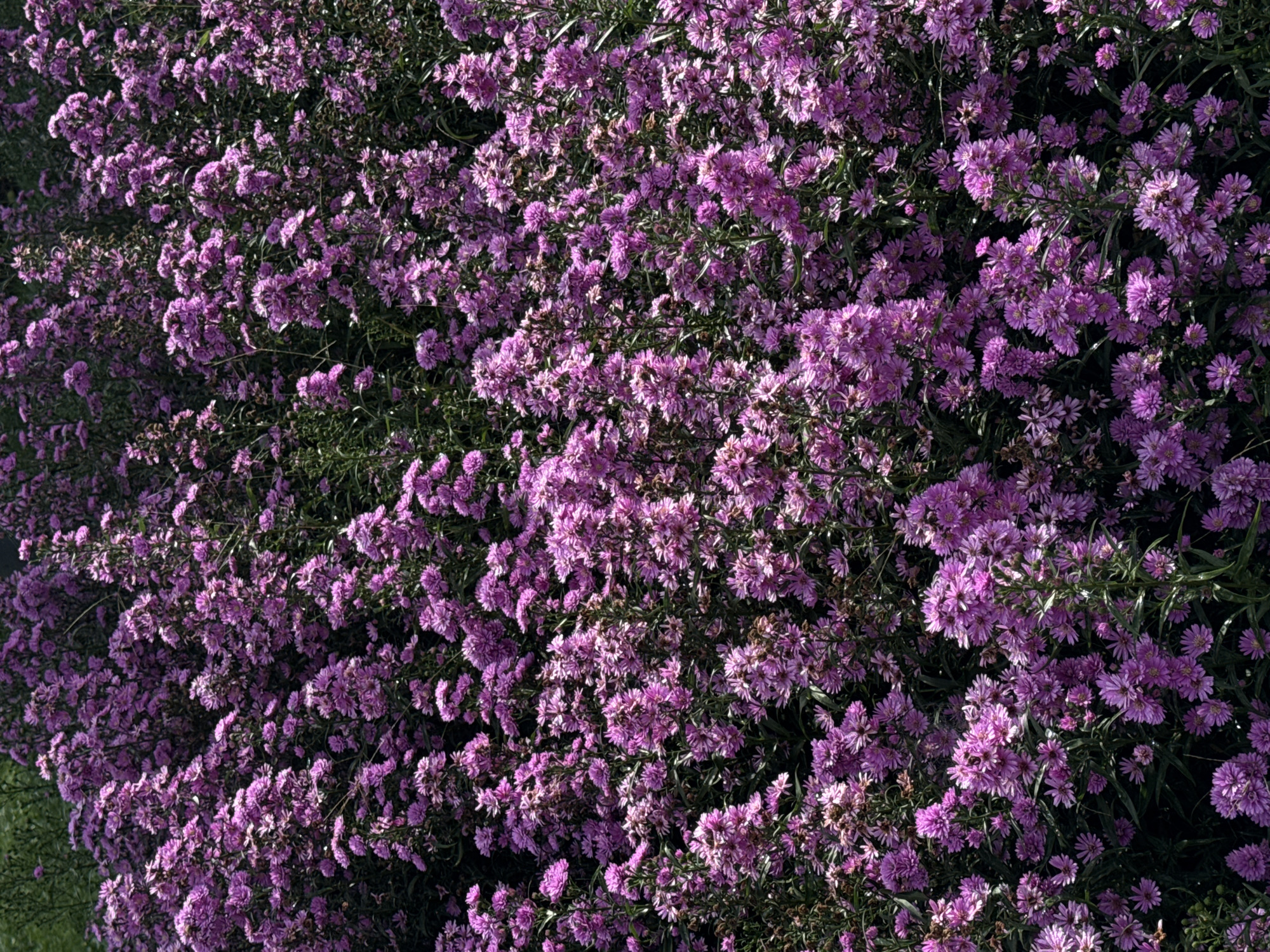 The image shows a dense field of purple aster flowers. The flowers are small and clustered together, creating a vibrant display of color. The green foliage of the plants is also visible, adding to the overall texture and depth of the scene. The photograph appears to be taken outdoors in natural lighting conditions. The location is Da Lat, Vietnam.