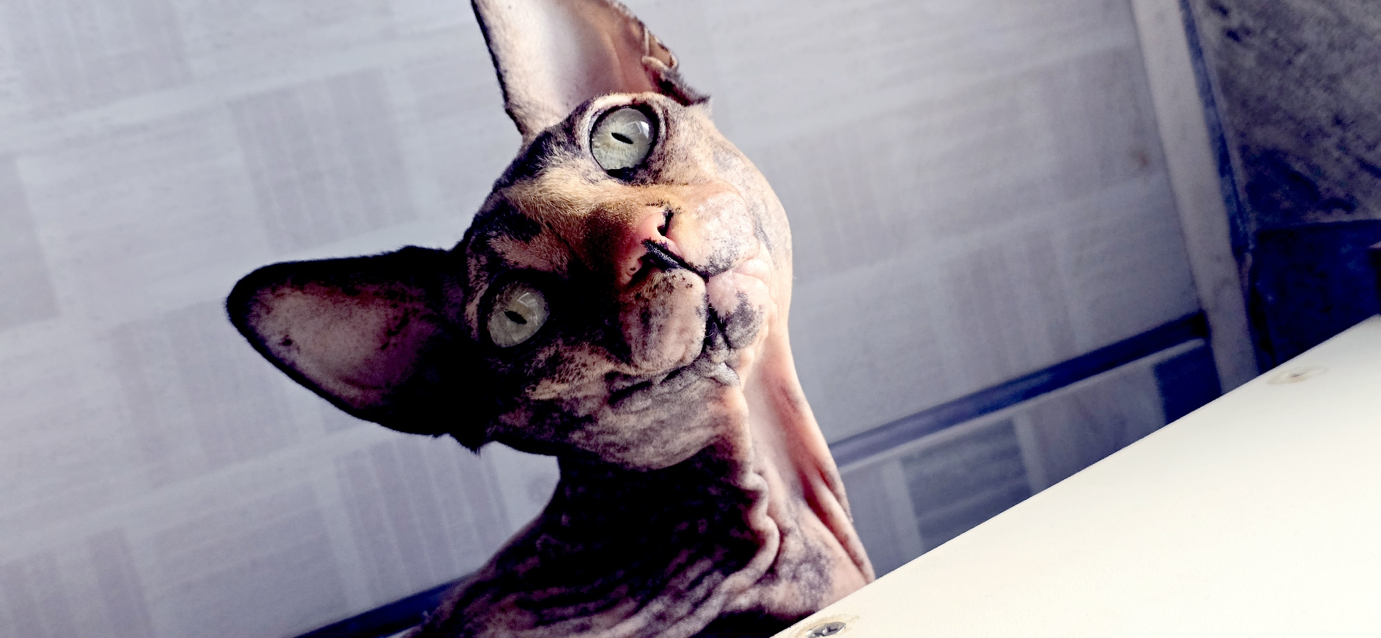 A close-up, low-angle shot of a Sphynx cat's face is featured, with its gaze directed downwards and slightly to the left. The cat has distinctive large ears, prominent wrinkles on its face and neck, and light green eyes with slit pupils. Its fur displays a mottled pattern of dark grey and tan stripes. The background consists of a grey, textured ceiling with visible lines, and parts of a white structure are visible in the foreground, along with darker blue structural elements. The overall lighting is somewhat dim, casting shadows and highlighting the cat's facial features. This image was taken in the city of Baku, Azerbaijan.