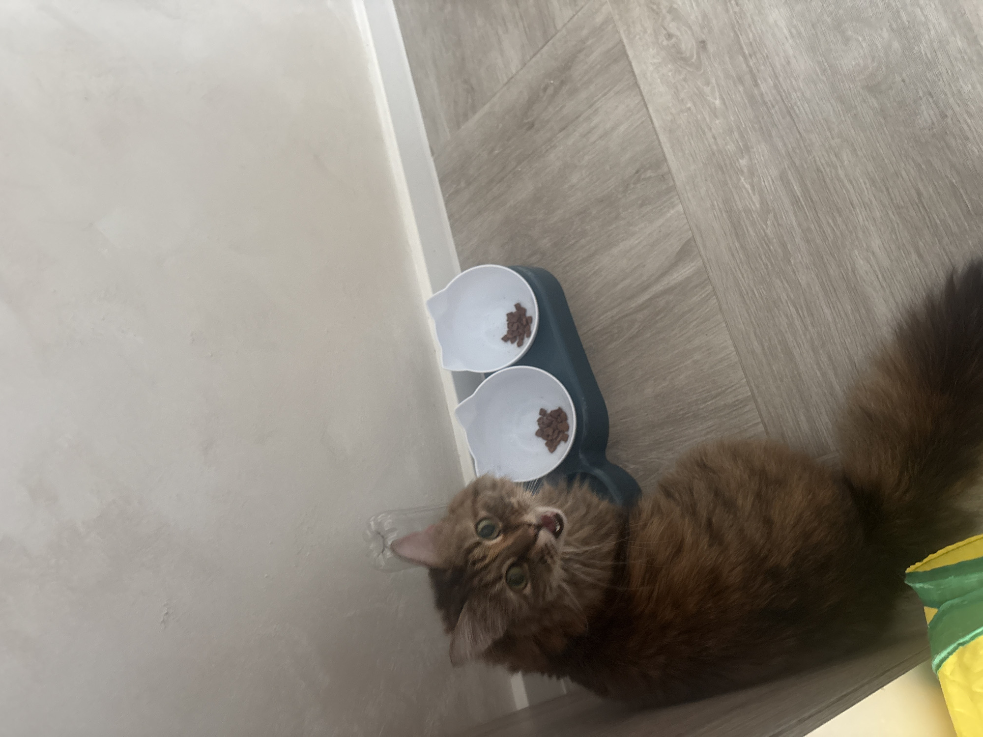 An indoor scene, likely in Bar, Montenegro, captures a fluffy, long-haired brown and ginger cat looking directly at the camera. The cat has expressive green eyes and its mouth is slightly open, suggesting it might be vocalizing or expressing curiosity.
The cat is positioned on a light grey, wood-effect laminate floor, laid in a distinct herringbone pattern. Next to the cat are its feeding dishes: a dark blue or green elevated stand holds two white bowls. The bowl closer to the camera contains a small amount of brown dry cat food kibble, while the other bowl appears mostly empty.
The background consists of a plain, light-colored (off-white or beige) wall, indicating a simple domestic environment. The lighting suggests it is daytime. In the bottom right corner of the frame, a glimpse of a yellow and green object, possibly a cat toy or a treat bag, is visible. The cat's alert and seemingly vocal expression is a notable detail, creating a sense of immediate interaction. There is no visible text in the image.