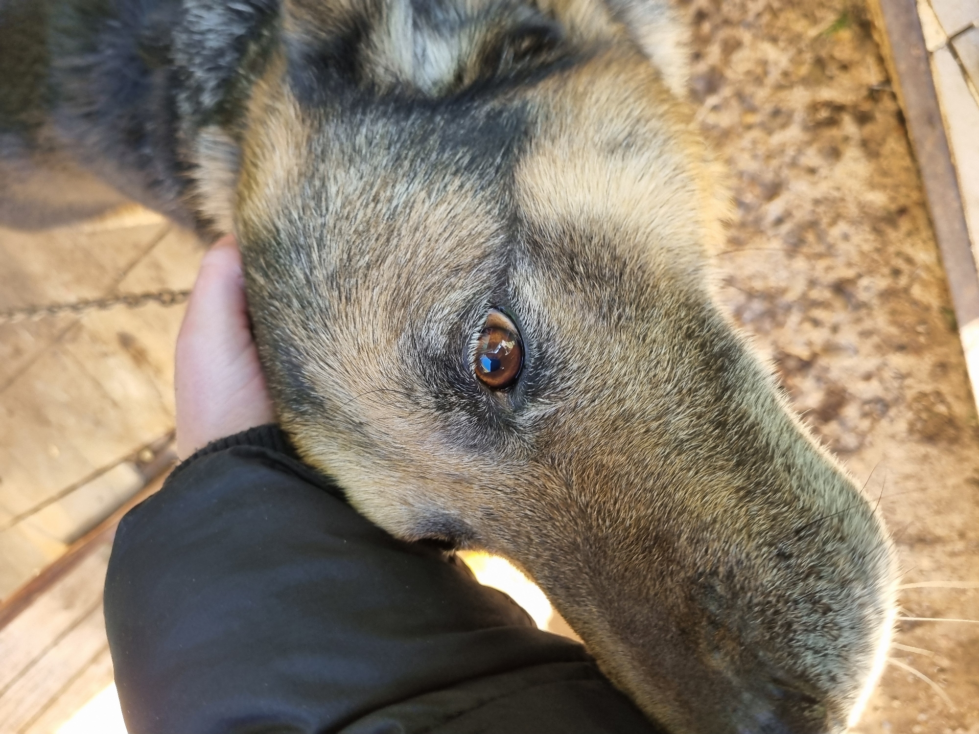 A close-up shot shows the head of a German Shepherd dog being petted by a person. The dog's head, predominantly grayish-tan fur with dark gray patches, is angled down and to the right. Its brown eye is visible, reflecting sunlight. The person's hand, wearing a black jacket sleeve, is gently resting on the dog's head. The background is blurred, showing hints of a wooden surface and possibly a chain. The location is in the city of Chaikovsky, Russia.