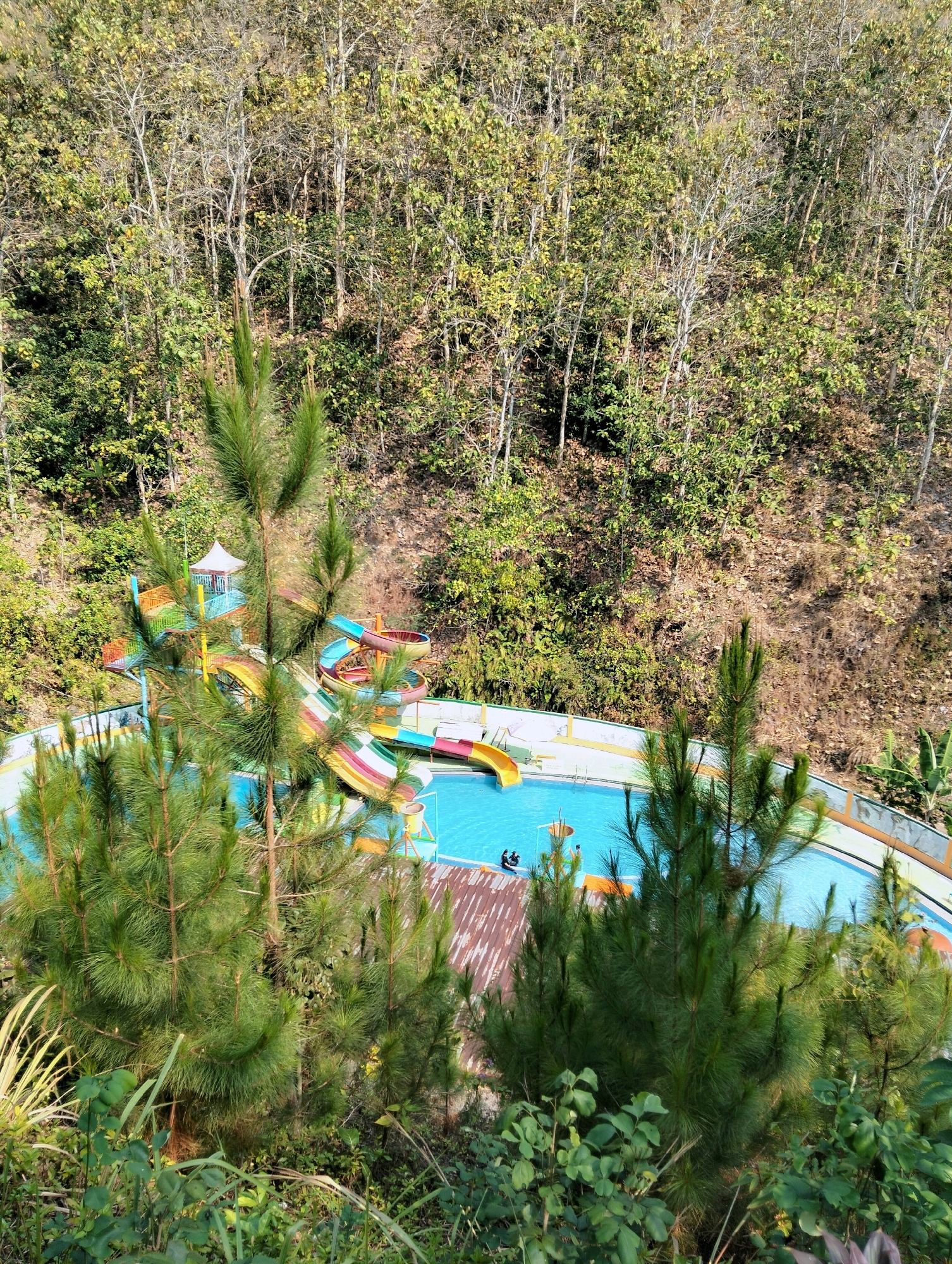 This is an aerial, medium-shot photograph of a water park nestled within a densely wooded hillside. The water park features a bright blue swimming pool with several colorful slides, a yellow slide being the most prominent. Two people are visible in the pool, appearing to swim or relax. The surrounding environment is characterized by a steep incline covered in a variety of trees and foliage. The trees vary in density and color, with some exhibiting green leaves and others appearing bare and brown, suggesting a mix of evergreen and deciduous species. The presence of pine trees in the foreground adds a distinct coniferous element to the scene. The overall impression is one of a recreational facility integrated into a natural, somewhat wild landscape, likely in a rural or semi-rural area. The location is identified as Kaliwedi, Indonesia.
