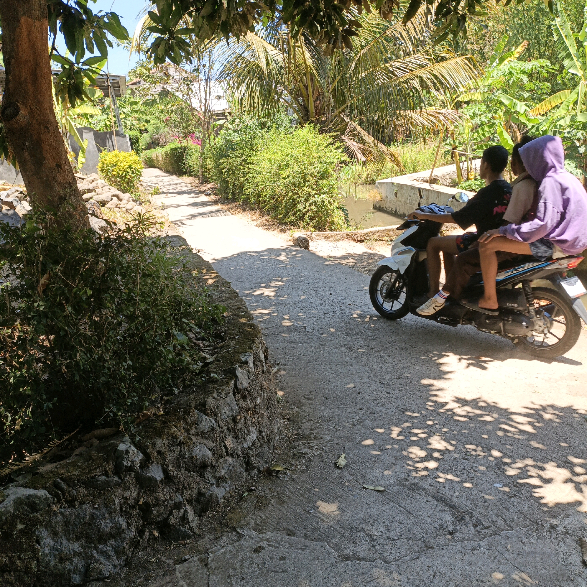 Two individuals, a driver and a passenger, are riding on a white motorcycle on a paved road in what appears to be a rural area of Mangli, Indonesia. The driver, wearing a black t-shirt and patterned shorts, operates the motorcycle. The passenger, wearing a purple hooded sweatshirt and striped shorts, sits behind the driver. They are both facing forward, suggesting they are traveling in that direction. The road is bordered by lush green vegetation, including trees and bushes, and there is a small body of water to the right of the road. The scene is bathed in sunlight, casting shadows from the trees onto the road. The overall environment suggests a warm, tropical setting typical of rural Indonesia.