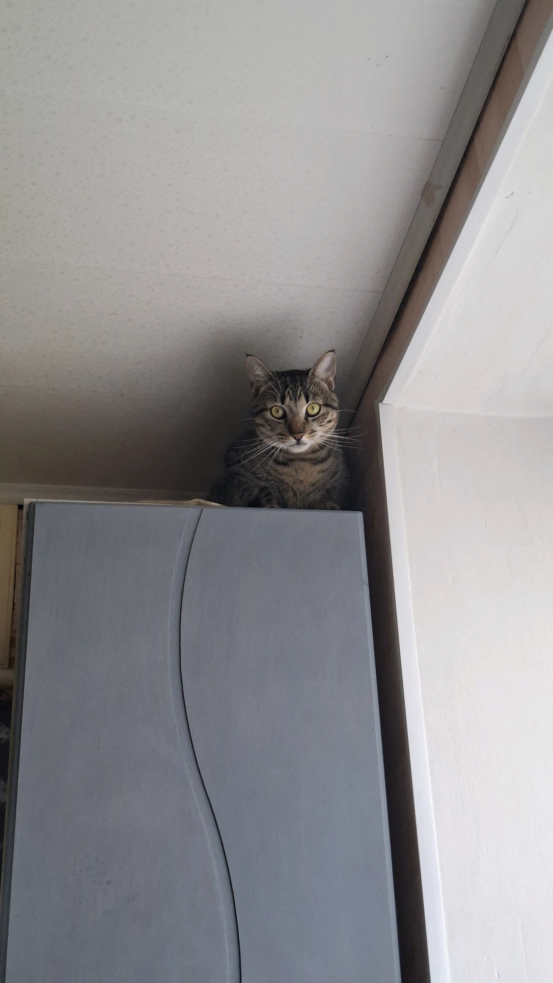A tabby cat sits on top of a grey cabinet, looking at the camera. The cat is in the center of the frame, with its front paws resting on the cabinet. The cabinet is light grey with a curved seam down the middle. The background is a white ceiling and a wall. The image was taken from a low angle, looking up at the cat.