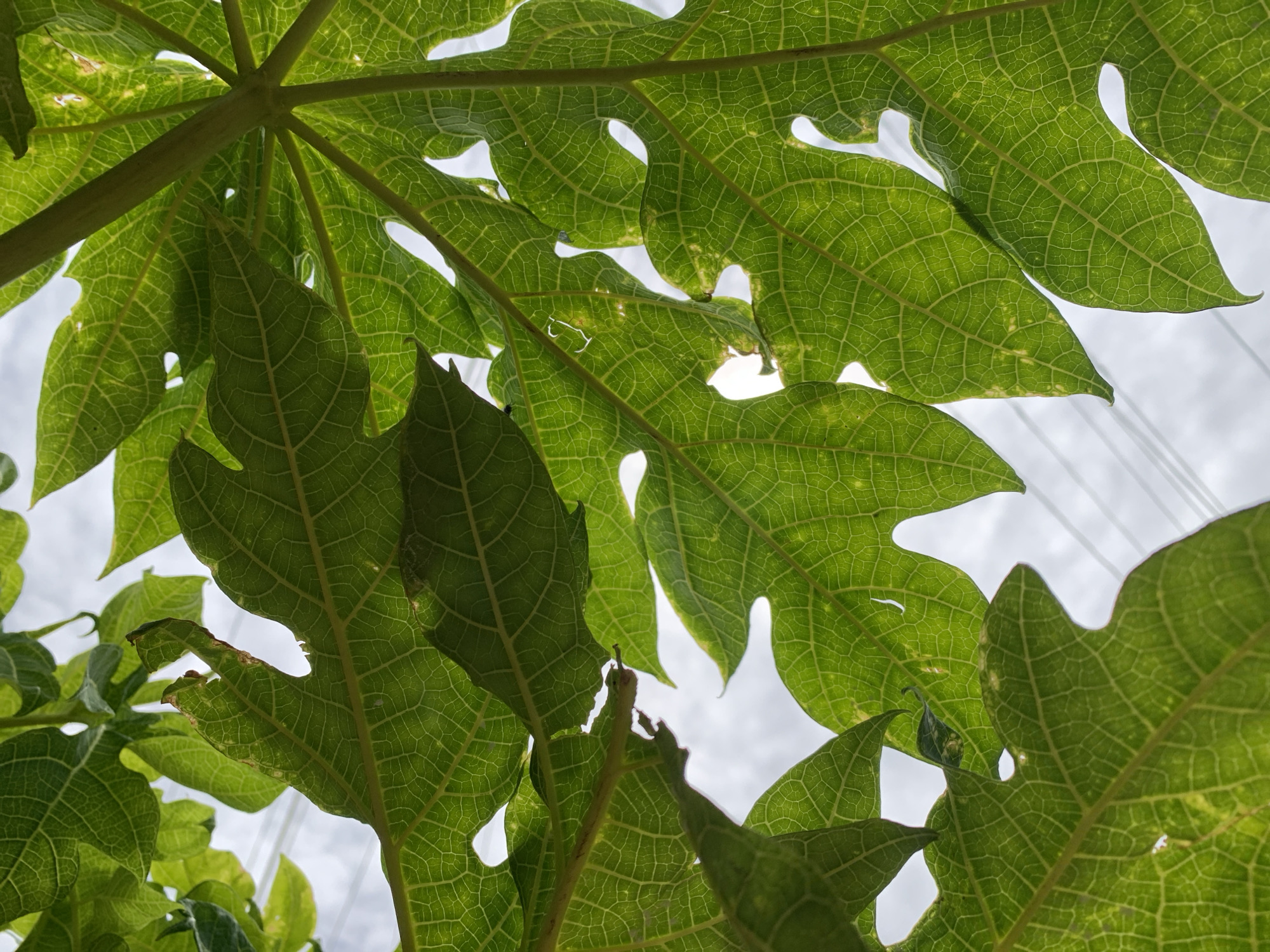 In the city of New Stadium, Nigeria, multiple large, green, deeply-lobed leaves, consistent with *Carica papaya* (papaya), are viewed from directly below. The foliage is heavily backlit by a bright, overcast sky, which renders the intricate reticulate venation prominent across the leaf surfaces. Shades of green vary, with lighter, translucent yellowish-green areas highlighted by the penetrating light and darker green tones in more shadowed regions. Minor physical imperfections are visible on several leaves, including small tears, perforations, and localized browning or curling along the margins. Through the irregular gaps in the leaf canopy, a light grey-white sky is discernible, against which faint, parallel dark lines, consistent with overhead utility cables, are present in the background. No human subjects or animals are depicted in the frame.