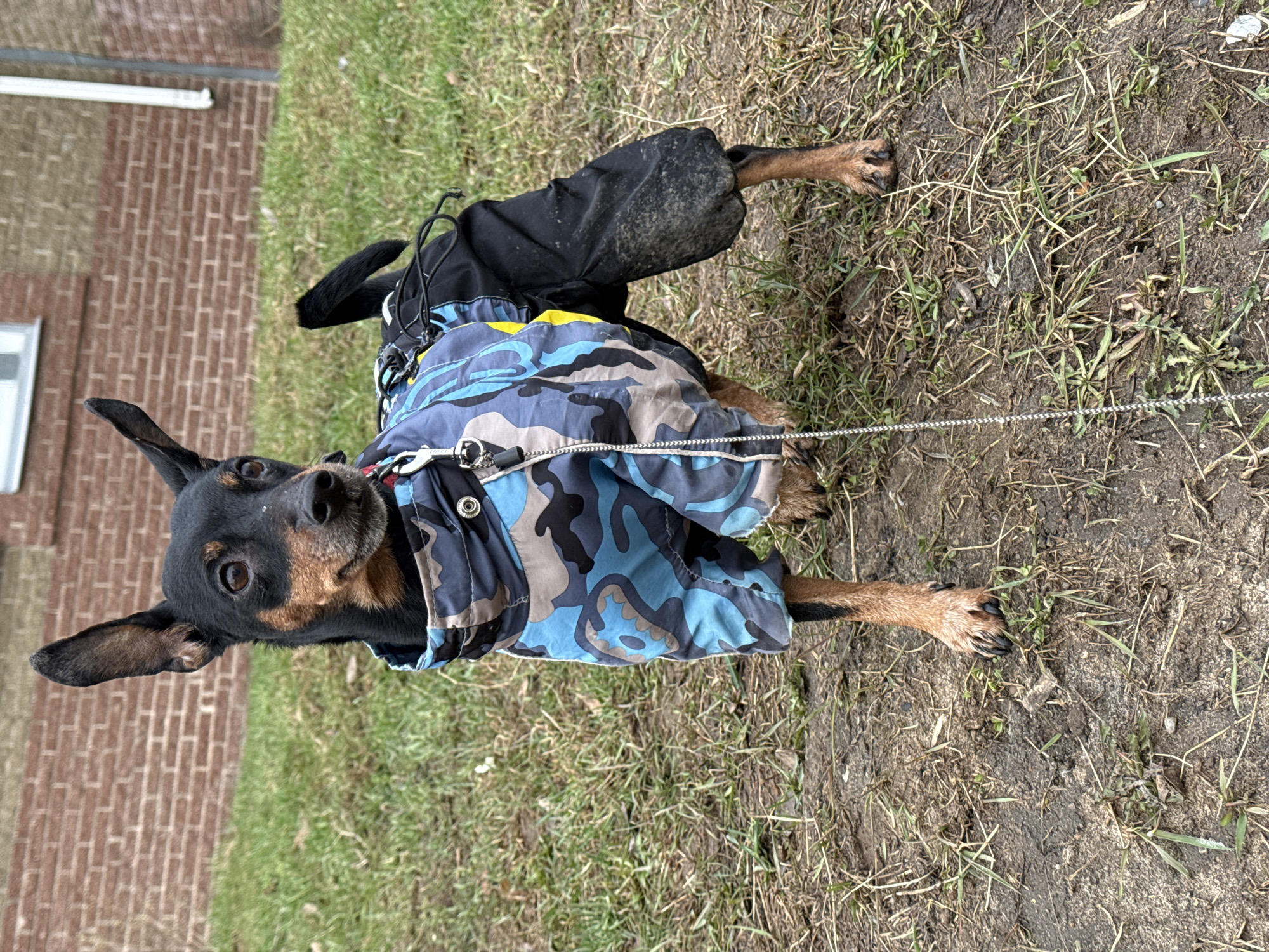 The image shows a black and brown Miniature Pinscher dog wearing a blue camouflage jacket and black pants lying on a patch of grass and bare earth. The dog is facing the camera, its ears perked up. A silver chain leash is attached to the jacket. In the background, a brick building is visible to the left. The ground is a mixture of grass and mud. The image was taken outdoors in Chaikovsky, Russia.