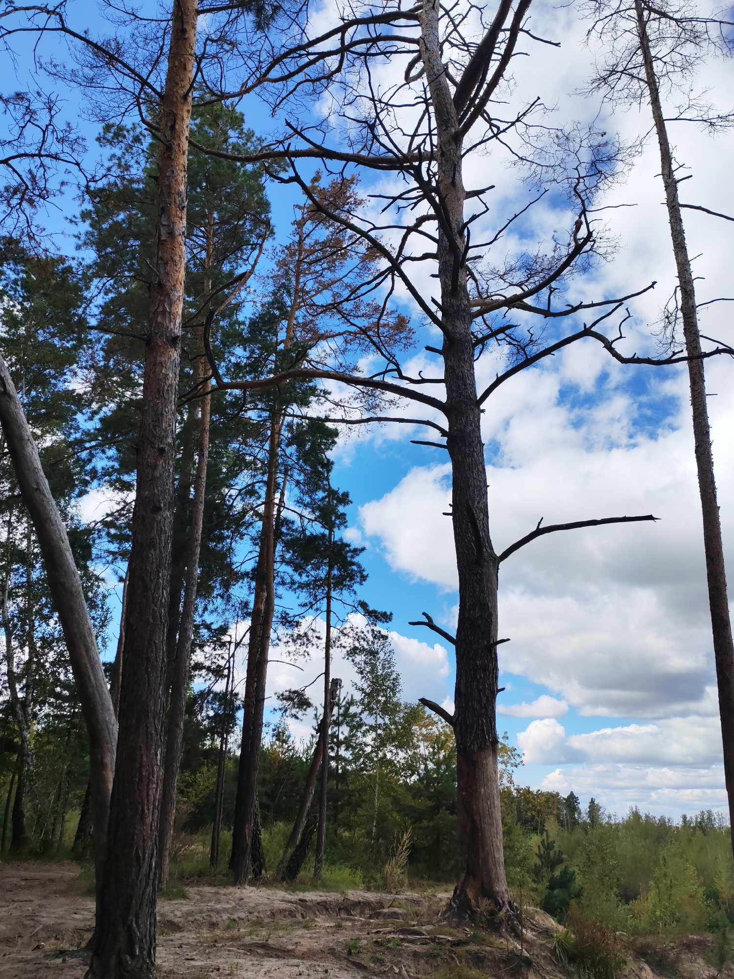 A forest scene with tall pine trees against a blue sky with white clouds. The ground is covered in sand and dry pine needles, with some sparse vegetation. The trees are a mix of living and dead. One dead tree in the foreground has a bare, gnarled appearance with many branches. The image captures a natural, somewhat wild environment. The location is not specified beyond being a forest.
