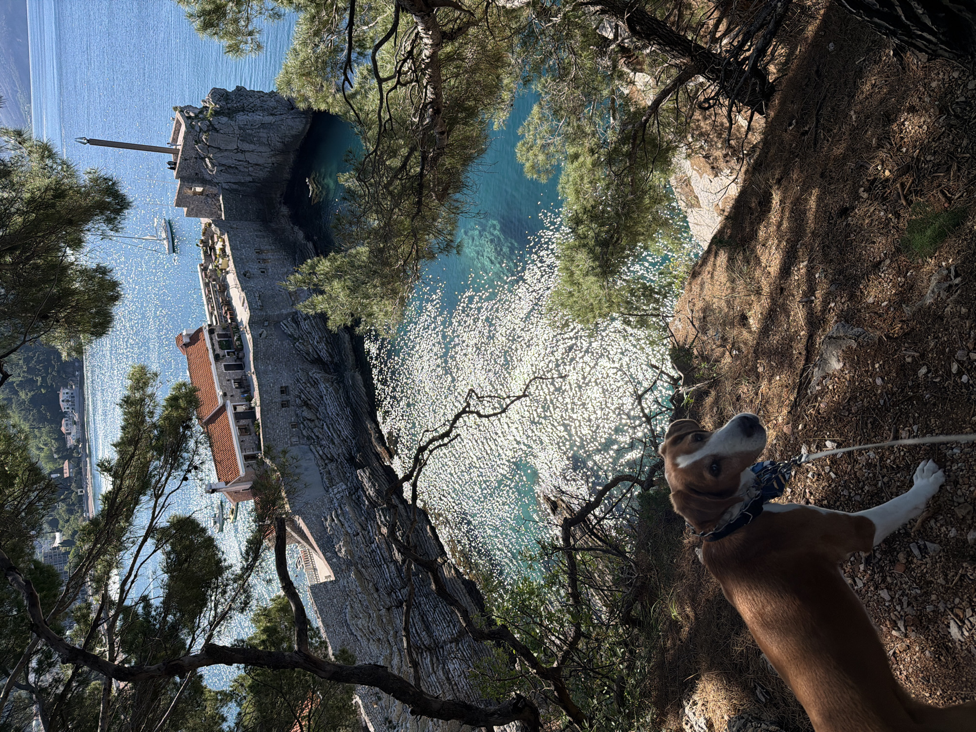 A dog stands on a hillside overlooking the Adriatic Sea and Sveti Stefan islet, which is situated in Petrovac na Moru, Montenegro. The dog is brown and white with a blue collar and leash. The sea is turquoise and the buildings on Sveti Stefan are made of stone with red tile roofs. The hillside is covered in trees and dirt.