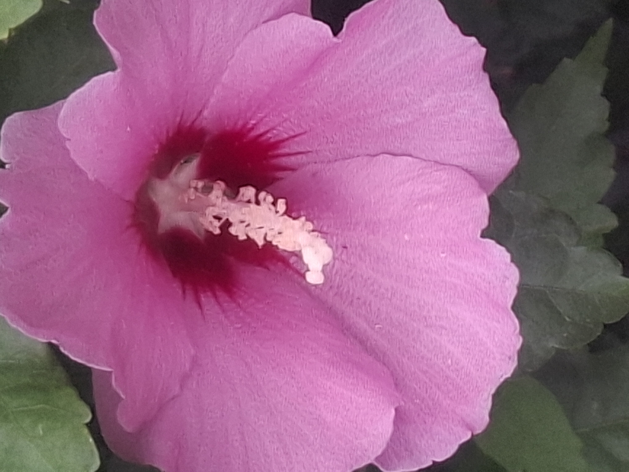 A close-up, slightly blurry, overhead view of a vibrant pink hibiscus flower with a dark red center. The flower's petals are broad and slightly ruffled, with a delicate texture visible. In the center, a prominent stamen with a fuzzy white tip and a thin, elongated structure emerges from the dark red throat of the flower. The background is out of focus, showing dark green foliage and hints of lighter green leaves. The image captures the intricate details of the flower's reproductive parts and the soft texture of its petals. There are no people, actions, or interactions depicted in the image. The image does not provide any information that would allow for the determination of its location within the city of Almaty, Kazakhstan, or any other specific geographical location.