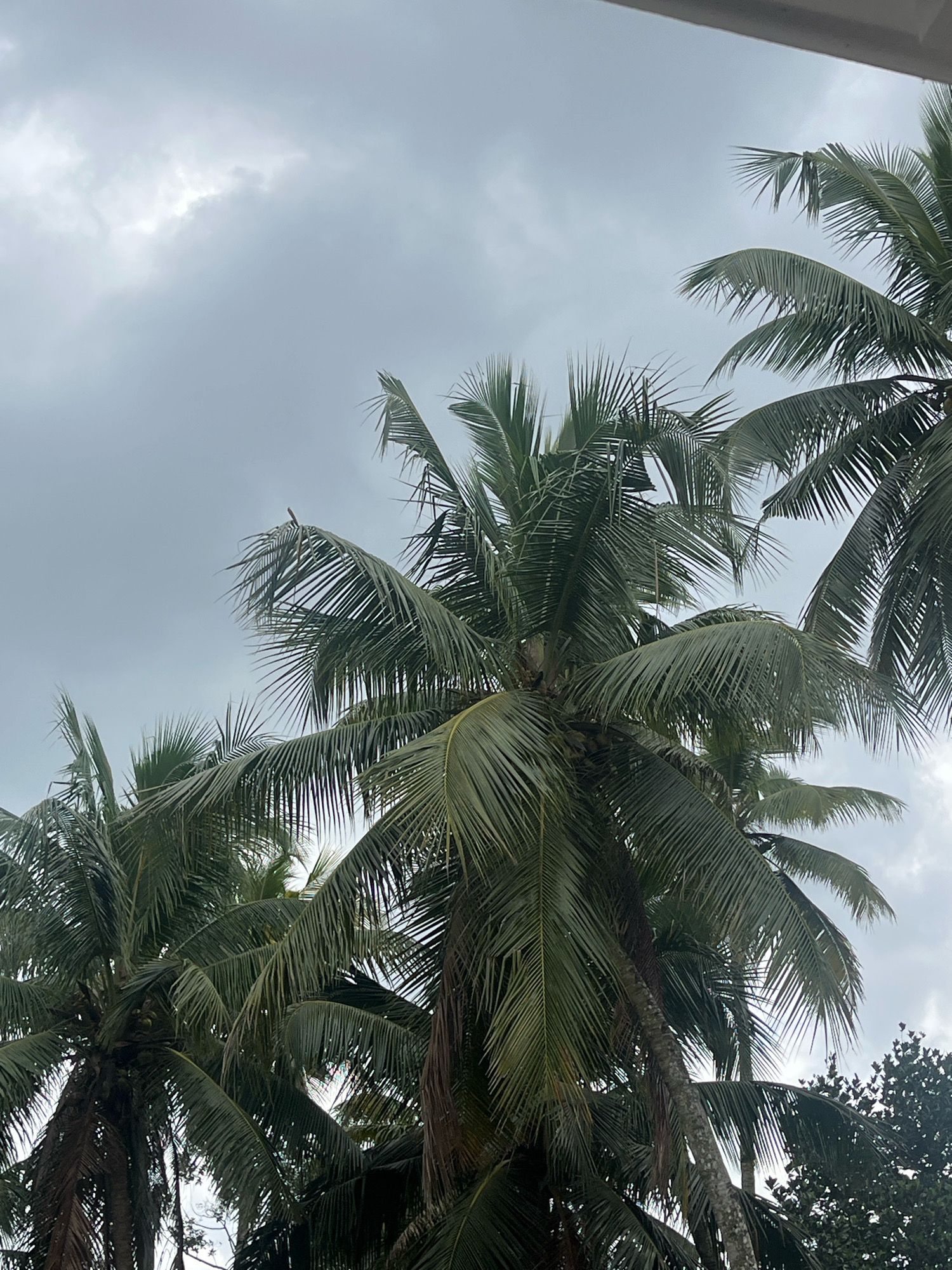 In Kattanam, India, the image captures a cluster of coconut trees against a cloudy sky. The trees are lush with green fronds, and their rough, brown trunks are visible. The sky is overcast, with patches of light breaking through the clouds, suggesting a bright but possibly humid day. The perspective is from below, looking up at the canopy of the trees, with a hint of a structure, possibly a building or roof, visible in the upper right corner. There are no people or animals visible in the frame.
