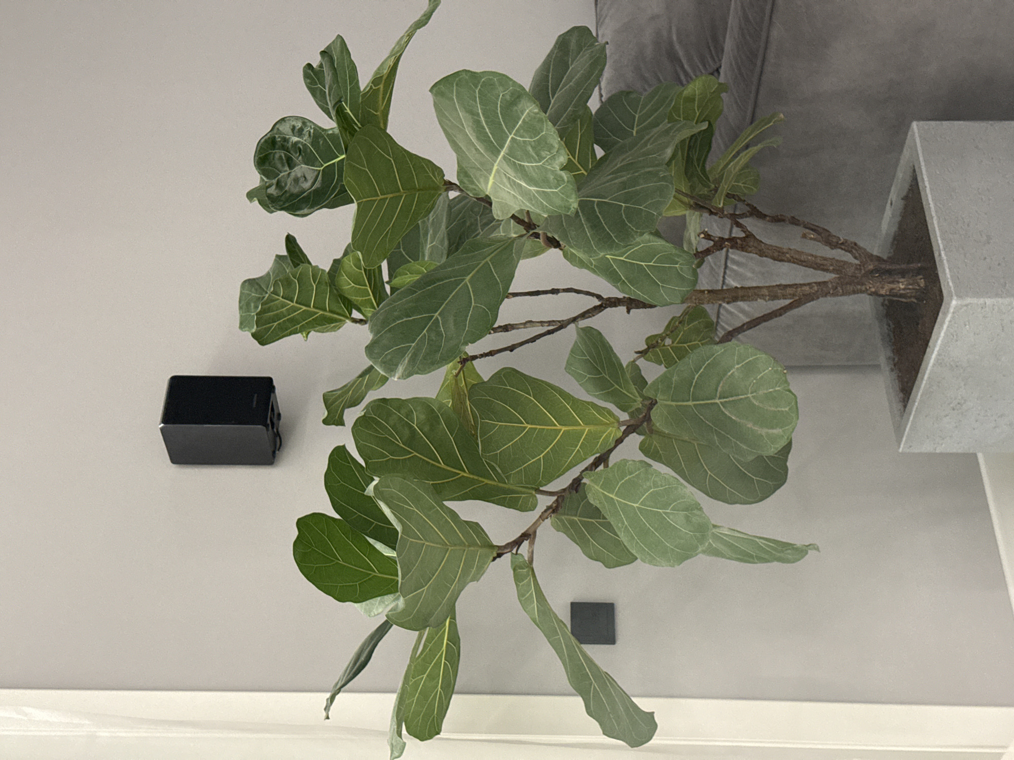 A medium-shot, upside-down view shows a Fiddle Leaf Fig (Ficus lyrata) potted in a gray, square container, positioned near a gray couch. The plant has multiple green leaves with prominent veins and brown branches. To the left, a small, black rectangular object is mounted on a light gray wall above a white baseboard. Below and to the right of the plant, a small, dark gray square is also attached to the light gray wall. The location is inside a building and there is no indication of the location being Молодёжный, Russia.