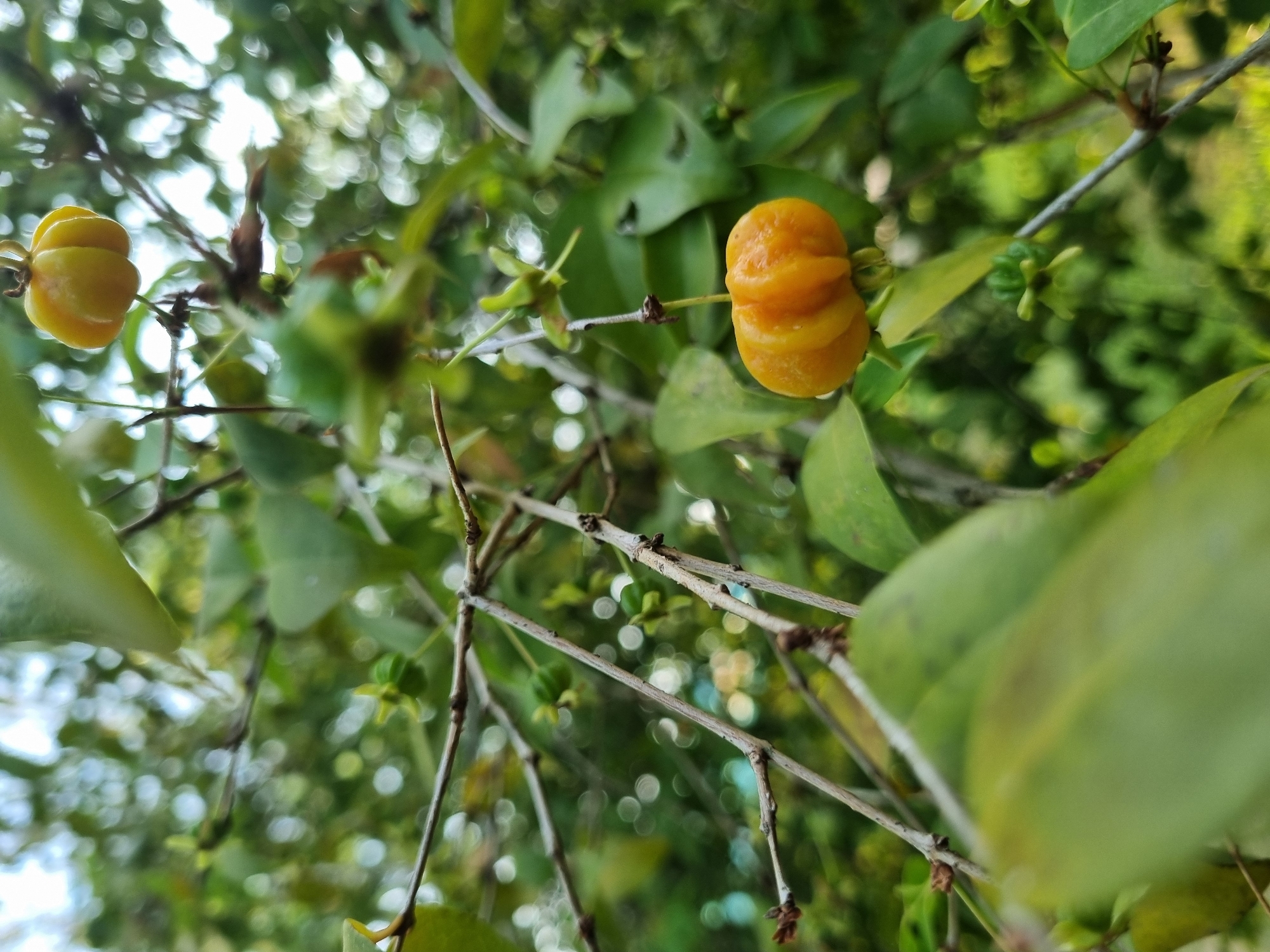 The image shows a close-up view of a branch with ripe, orange-colored fruits hanging from it. The fruits are small, round, and have a ribbed surface. They are surrounded by green leaves and smaller, unripe green fruits. The background is blurred, suggesting a shallow depth of field, and consists of more foliage and a bright sky. The overall scene depicts a natural setting, likely a garden or a park in Laranjal Paulista, Brazil.