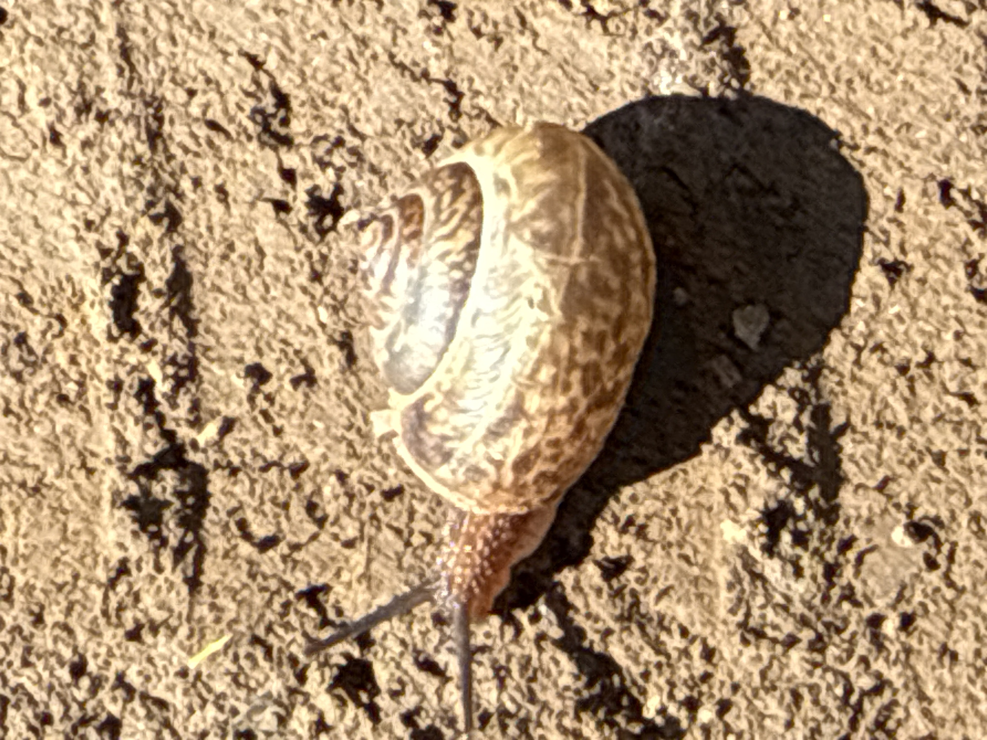 A close-up, top-down shot shows a garden snail crawling on dry, cracked earth. The snail is positioned in the lower left quadrant of the frame, moving towards the right. Its shell, which is coiled and a mottled brown and beige, is the focal point of the image. The snail's head and tentacles are visible extending from the shell. The textured ground appears to be soil or dry mud. A shadow cast by the snail is visible in the lower right portion of the frame. No people or buildings are present in the image. The scene does not provide any contextual information about the specific location within the city of Kalinino, Russia.