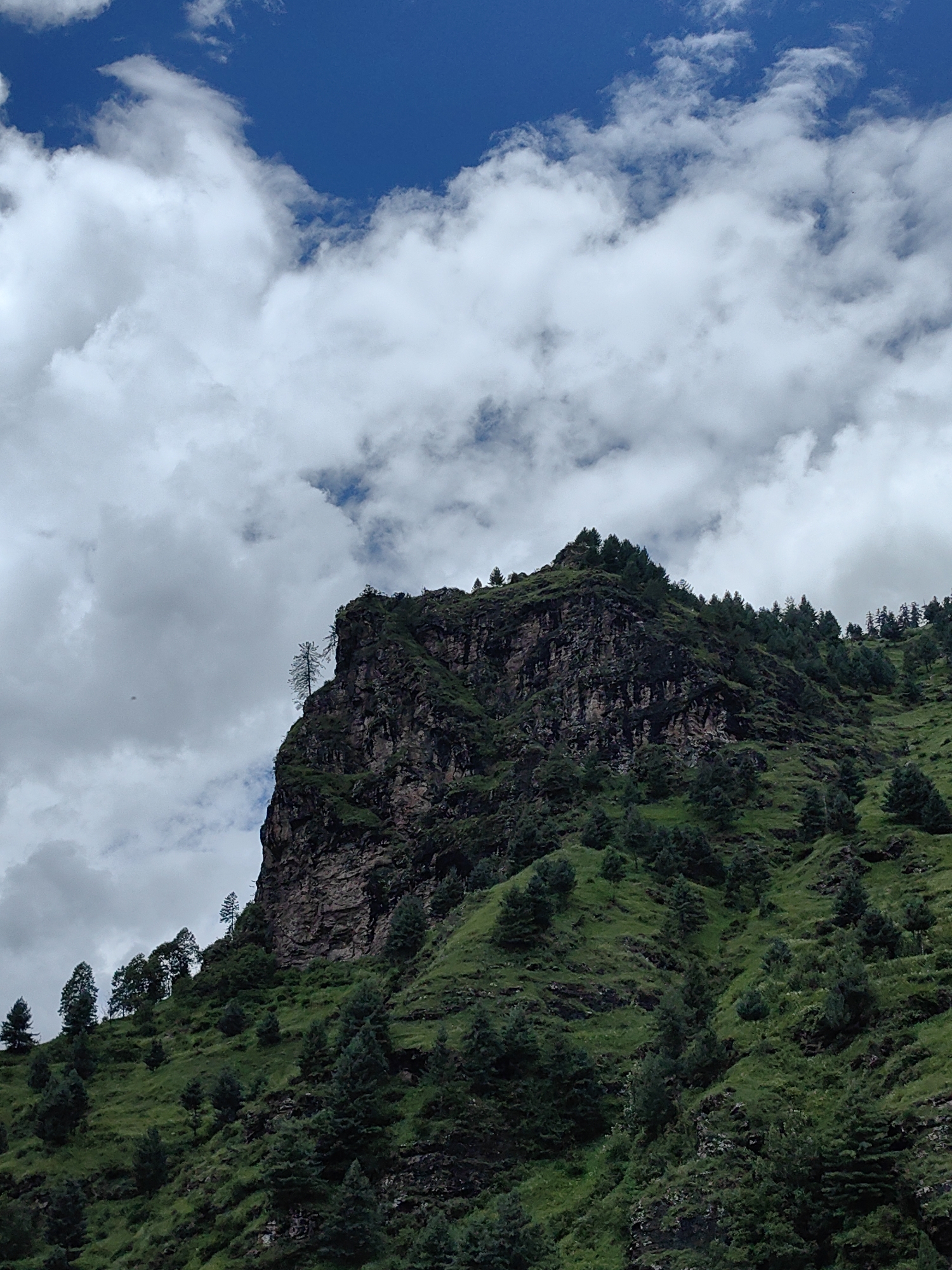 This is a vertical, medium shot image of a steep, rocky mountain slope covered in lush green vegetation and scattered pine trees, under a partly cloudy blue sky. The mountain face is rugged and textured, with visible rock strata. The vegetation is dense on the lower parts of the slope, becoming sparser as it reaches the rocky crest. Several pine trees are scattered across the mountainside, with a few taller trees clinging to the steeper sections. The sky above is a vibrant blue, with large, white, and grey clouds drifting across. One notably stark, dead tree stands out on the very top edge of the rocky outcrop. The scene appears to be a natural landscape, possibly in a mountainous region. There are no people or human-made structures visible in the image.