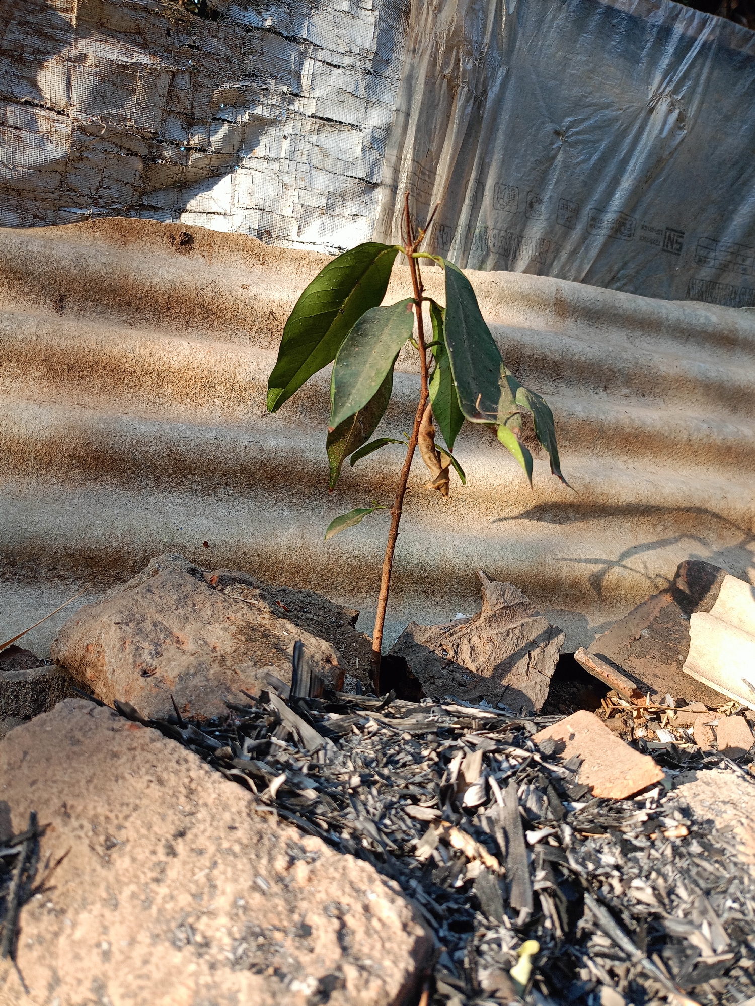 A small, leafy plant grows from a pile of debris. The plant has a thin, brown stem and several green leaves, some of which are drooping. The debris consists of rocks, charred wood fragments, and broken pieces of what appears to be corrugated material. In the background, a textured, corrugated surface is visible, illuminated by sunlight casting shadows. The scene is set outdoors, with a rough, uneven ground covered in ash and broken materials. The overall impression is one of urban decay or a cleared area with remnants of fire or construction. The image is taken at eye-level, focusing on the plant and its immediate surroundings.