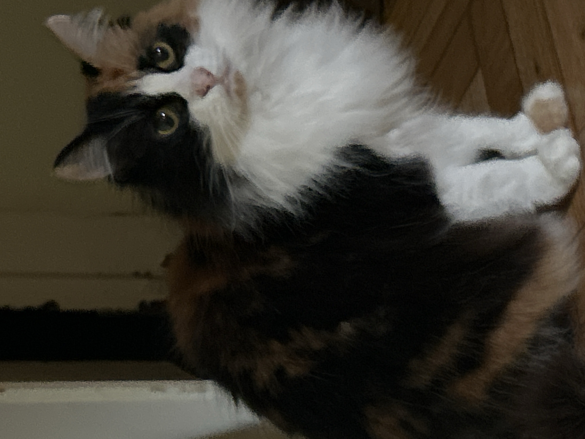 A calico cat with long fur sits on a wooden floor in what appears to be an indoor setting. The cat is primarily black, white, and brown, with distinctive patches of color across its fur. Its face is round with bright, yellow eyes and a pink nose. The cat has a fluffy white chest and paws. The background is dimly lit, with hints of a doorway or wall. The image does not provide any information to determine its location in Buenos Aires, Argentina.