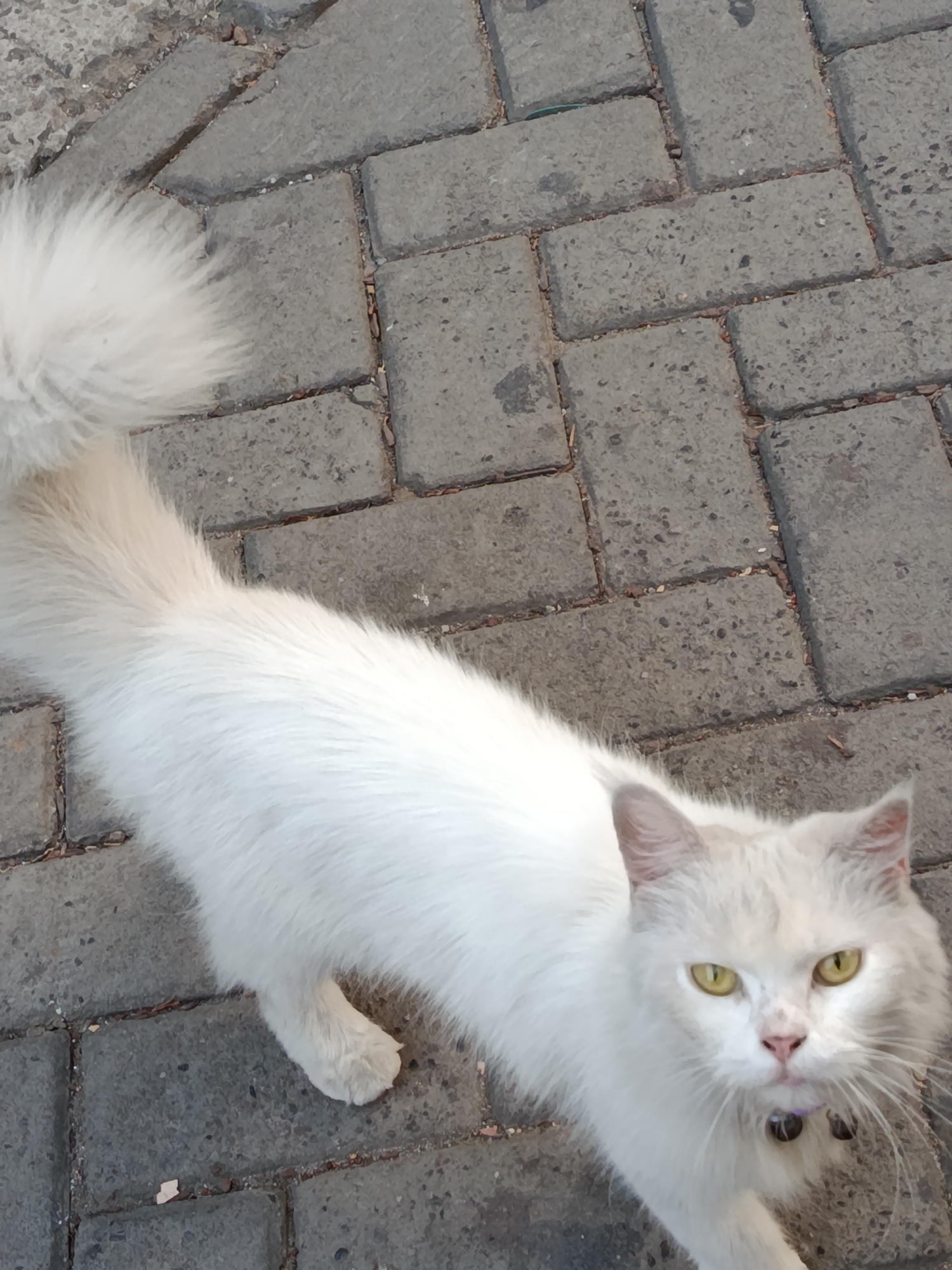 An overhead shot shows a fluffy white cat with yellow eyes on a paved walkway made of gray rectangular bricks. The cat's tail is to the left, curved upwards, and its body extends towards the right. The cat is wearing a dark collar with two bell-like charms. The background is a textured gray brick pavement. This scene was captured in Balaraja, Indonesia.