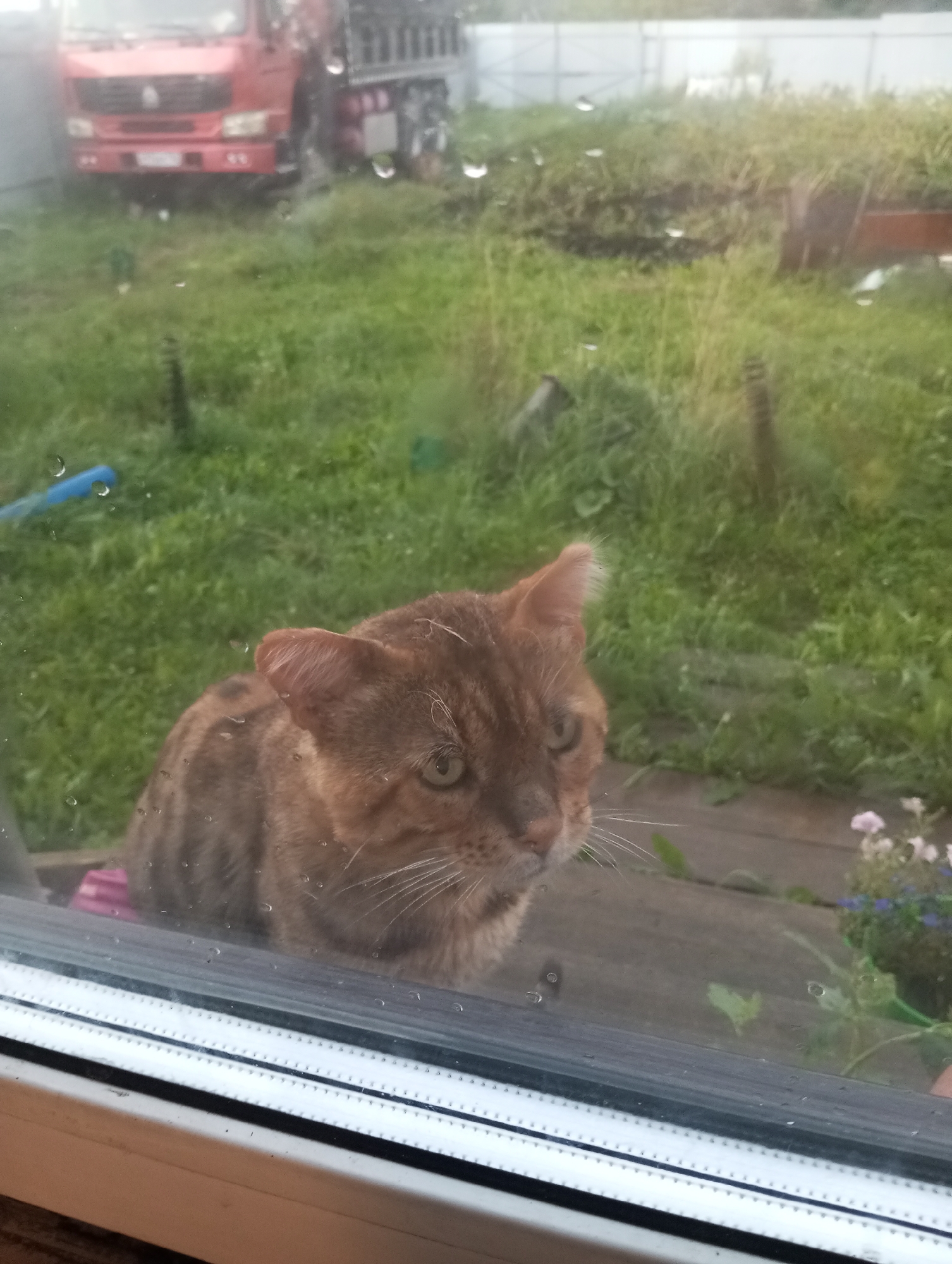 A ginger cat with green eyes is looking out a window at a rainy backyard in Verkhnyaya Pyshma, Russia. The cat is sitting on a wooden surface. In the background, there is a red fire truck and a white fence. The window has water droplets on it, and the grass outside is wet.